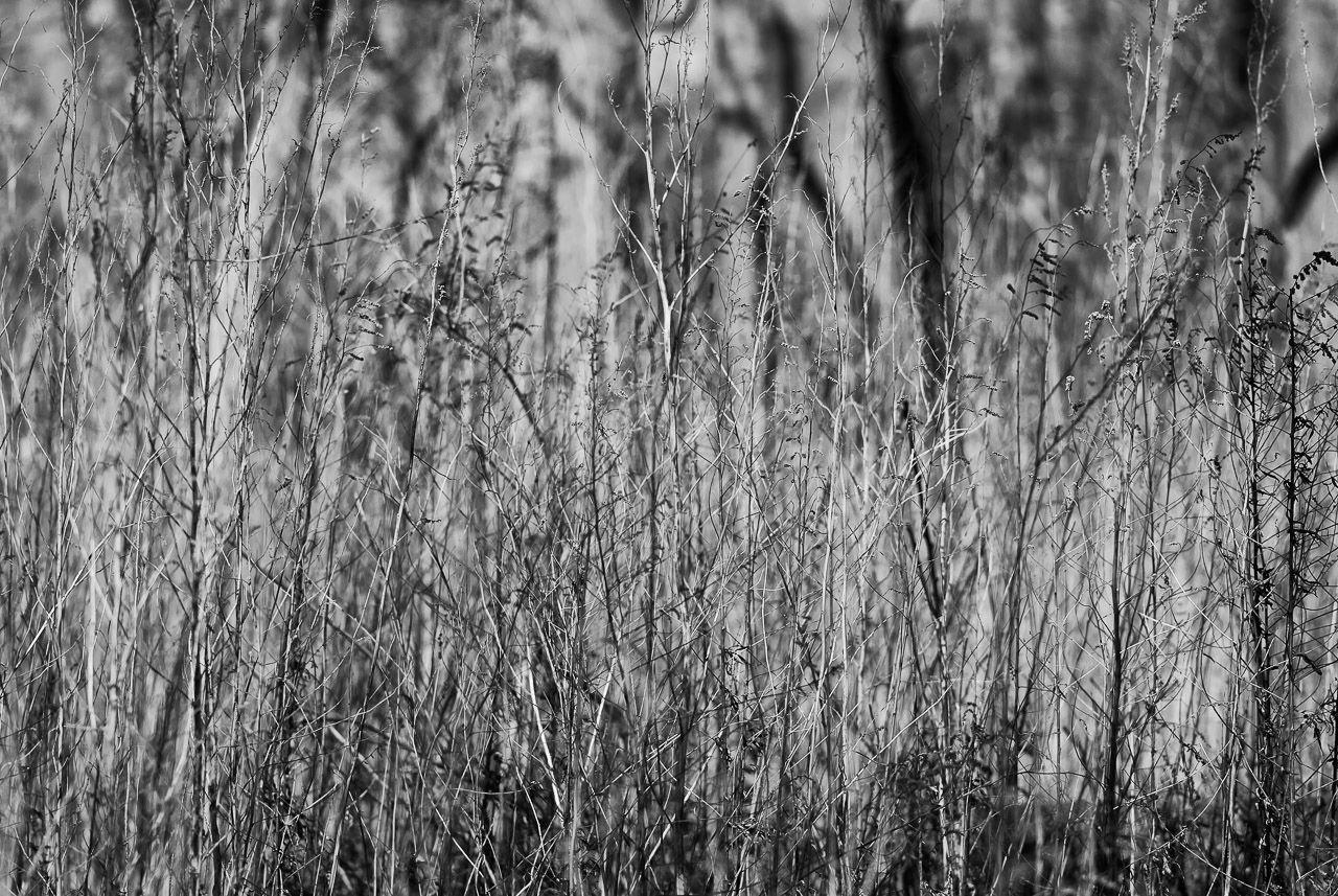 Two New Monochrome Images