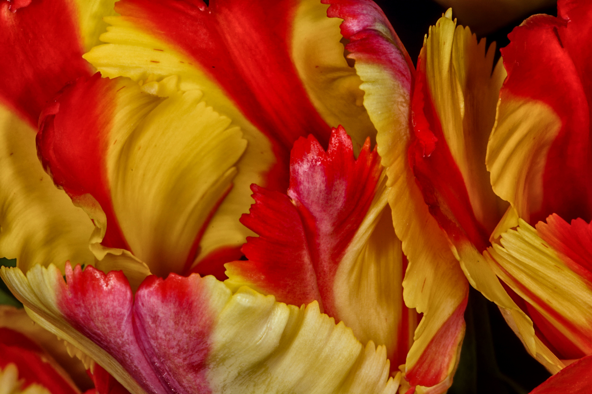 Lens-Artist Challenge #337 – Bold