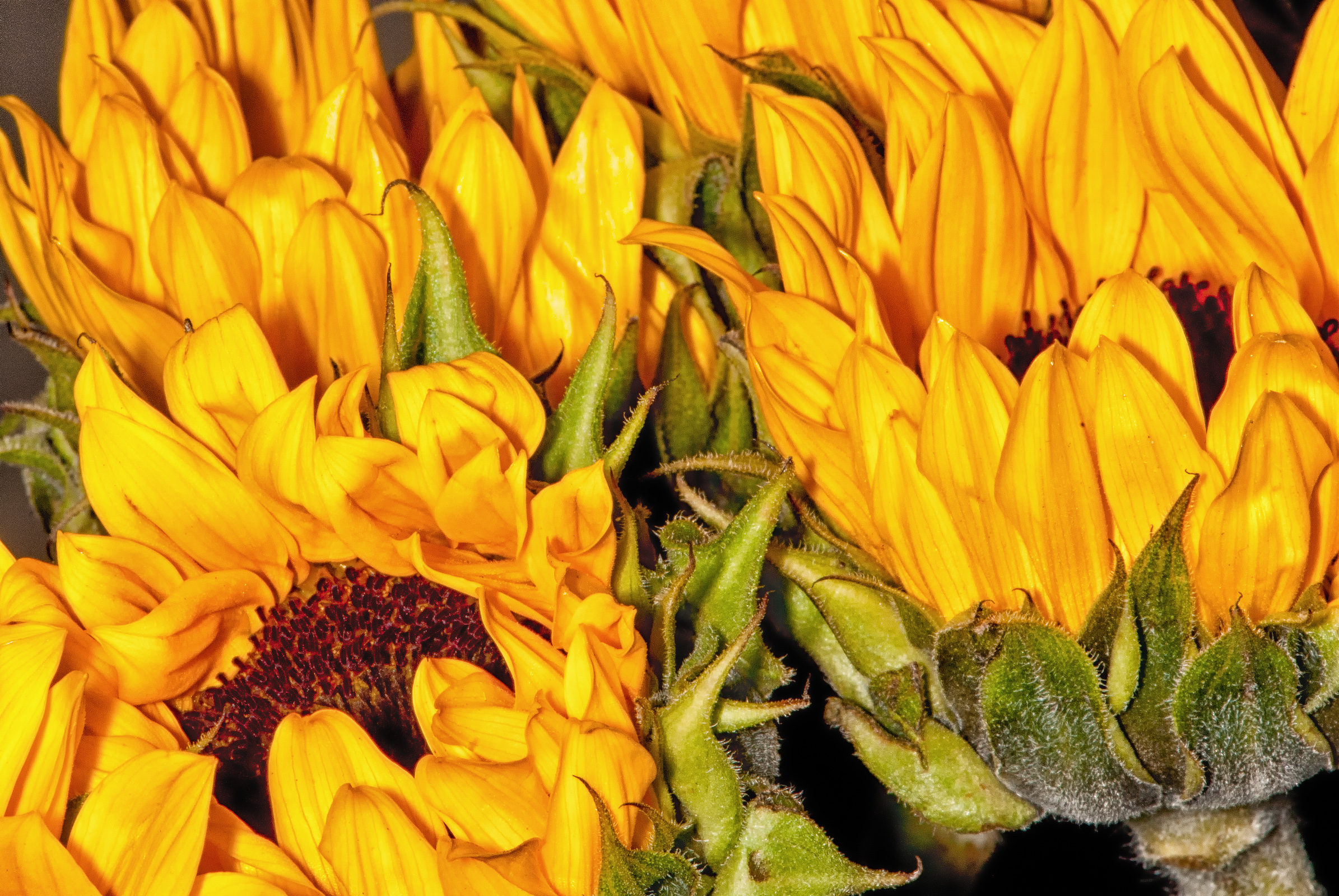 One Photo Four Ways – Sunflowers