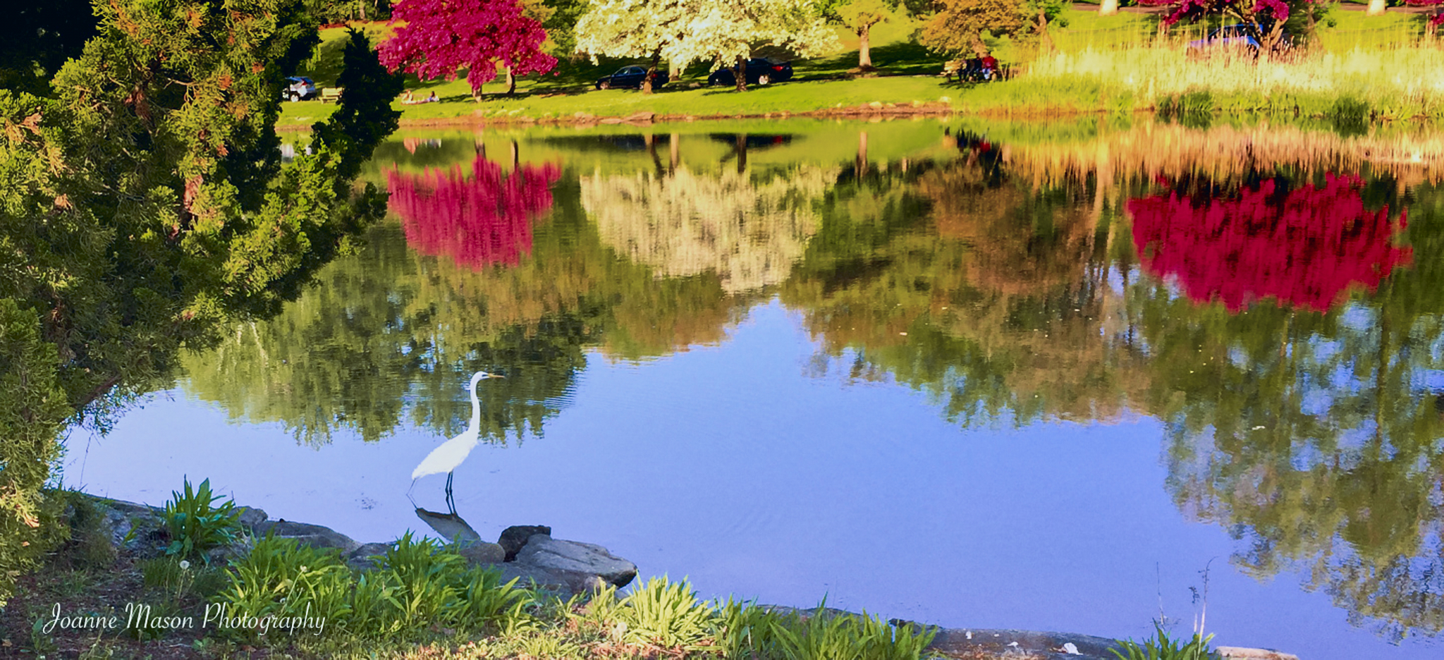 Spring Awakening: Egrets and Nature’s Beauty