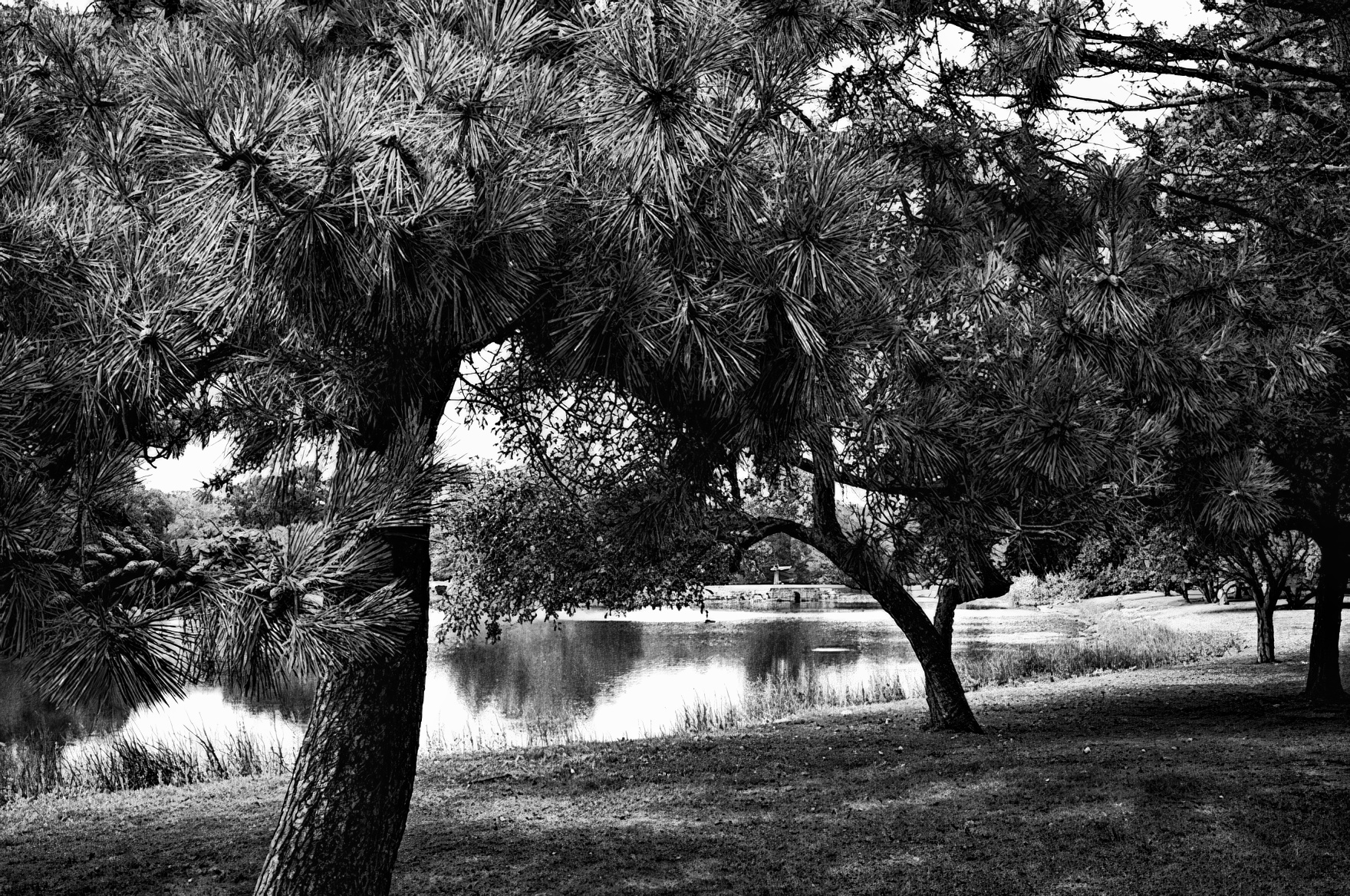 Lakeside and Trees – Monochrome