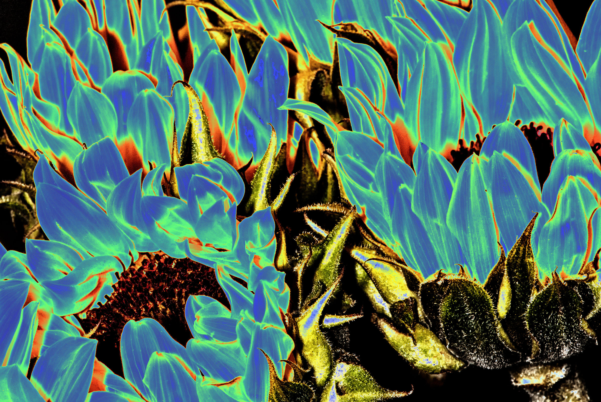 One Photo Four Ways – Sunflowers Week 3