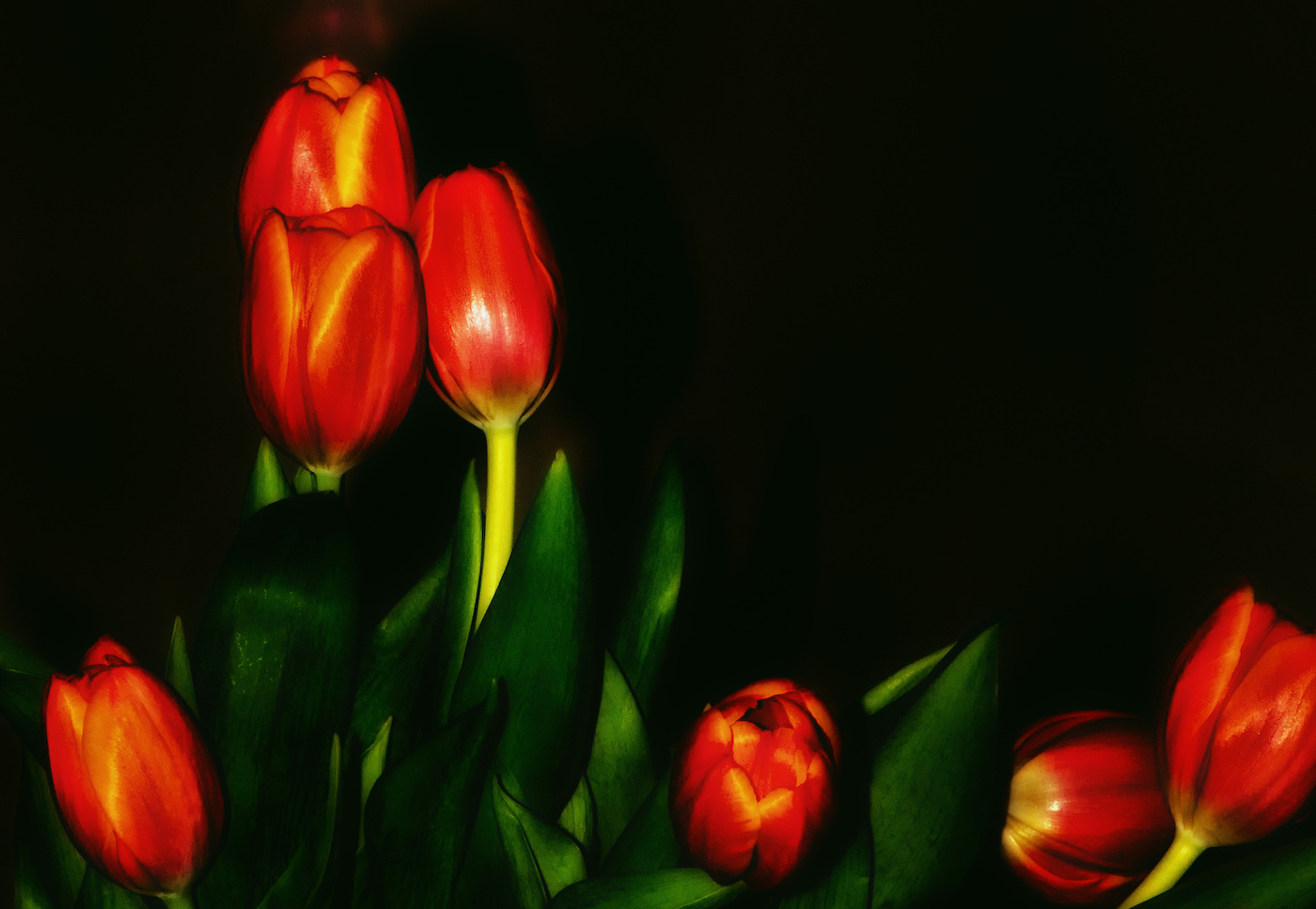 Red Tulips