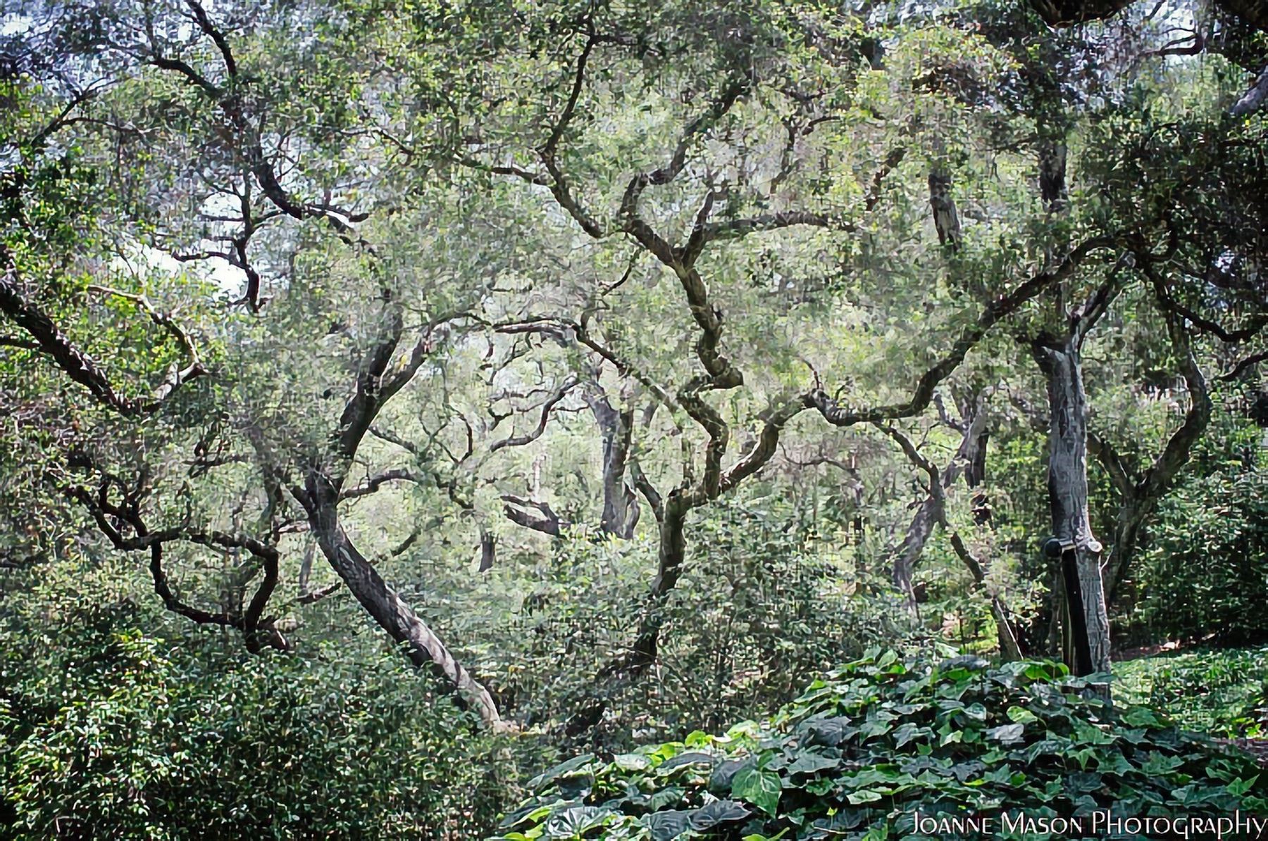 Lens Artists Challenge #357 – Into the Woods