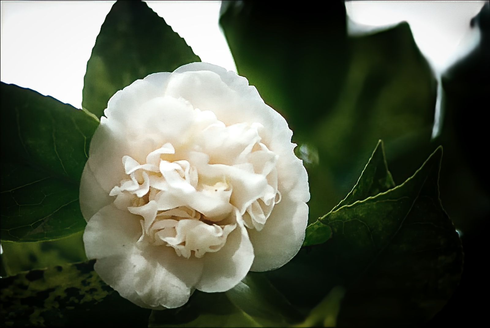 Camellias