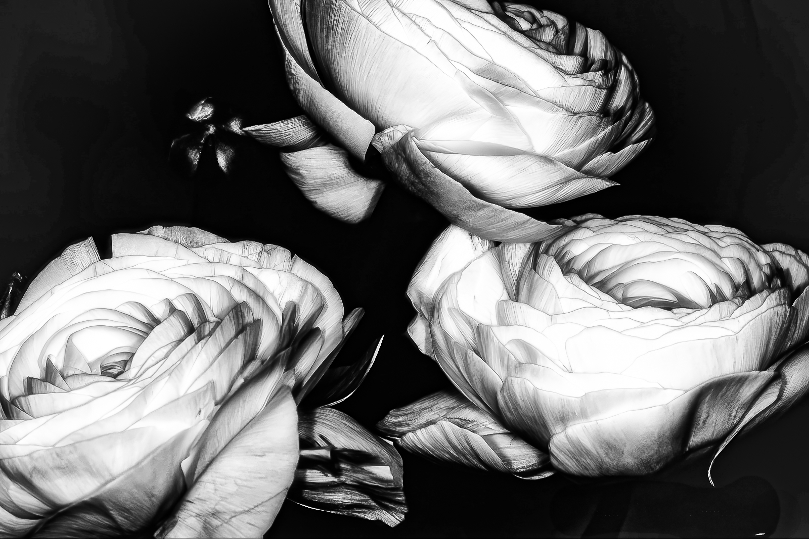 Monday Monochrome – Three Roses