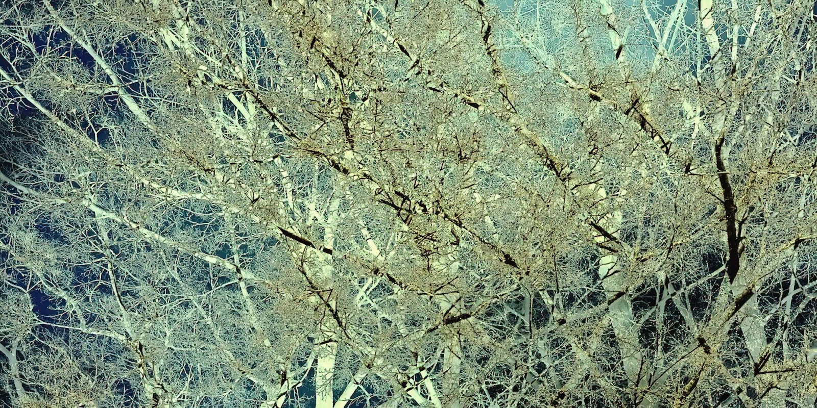Trees (Abstract)