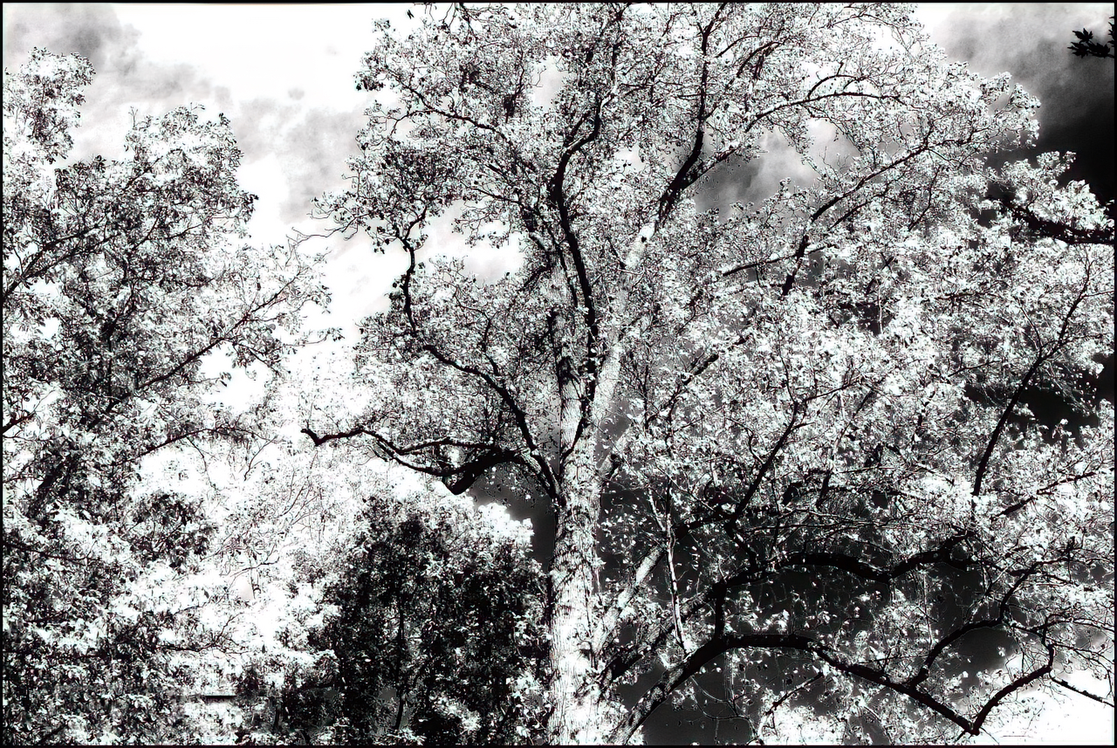 Monday Monochrome – Trees