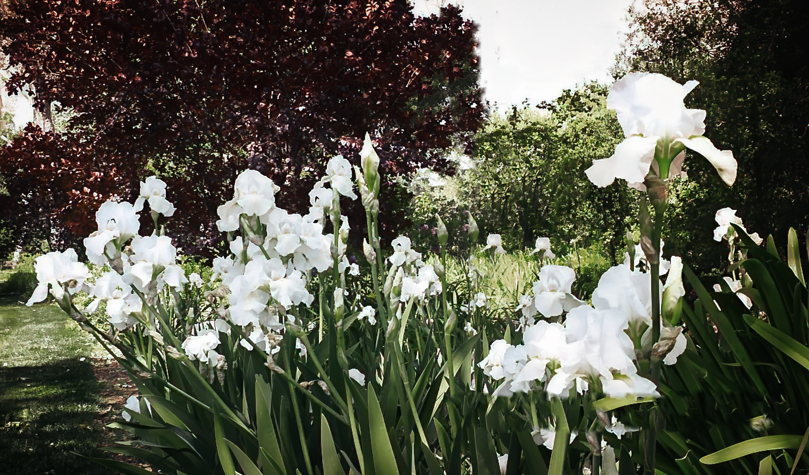 White Irises