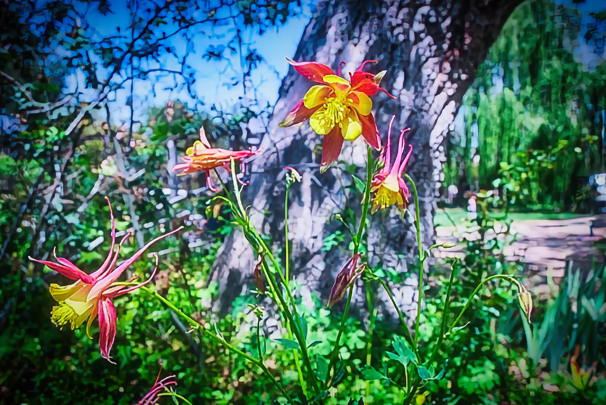 Flower of the Week – Columbine