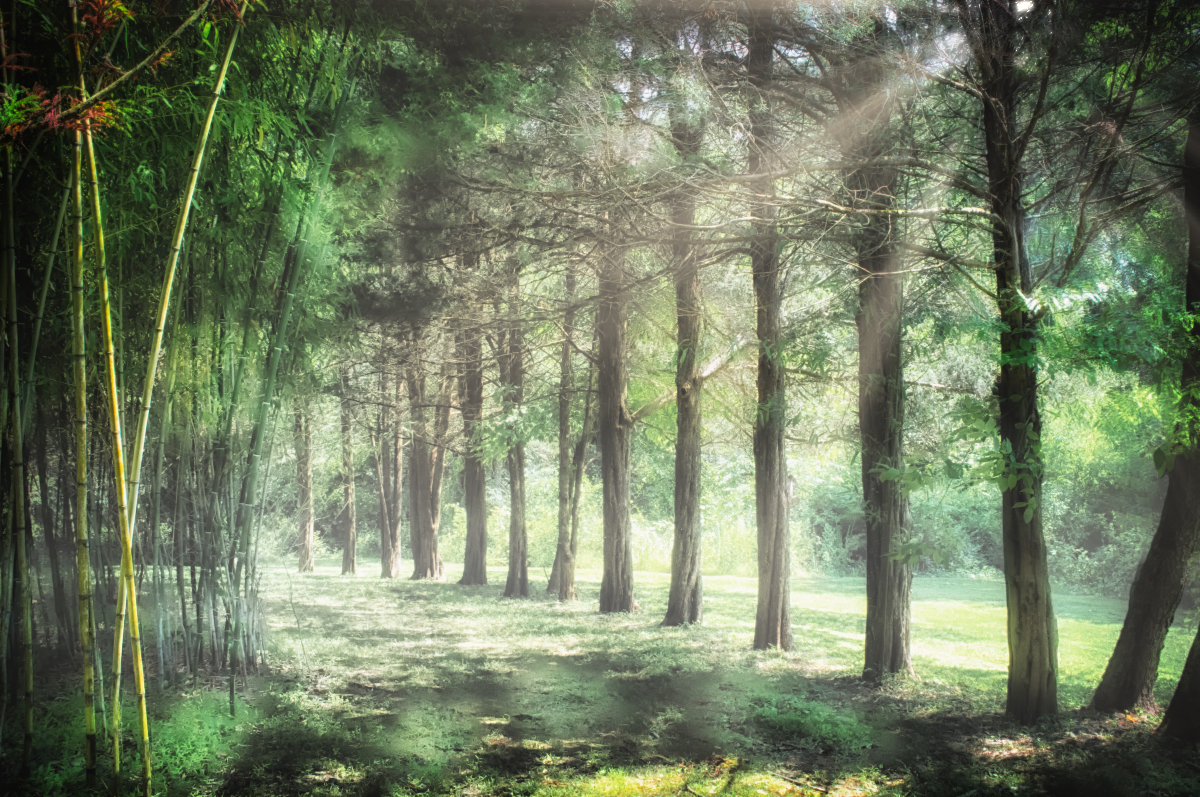 One Four Challenge Week 2 – Hammond Gardens