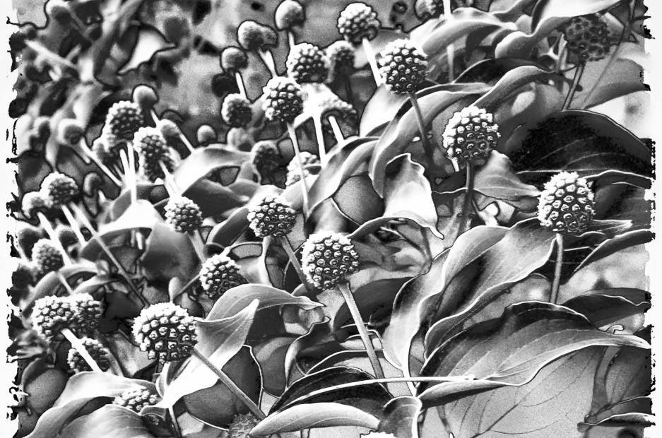 Monday Monochrome – Buttonbush