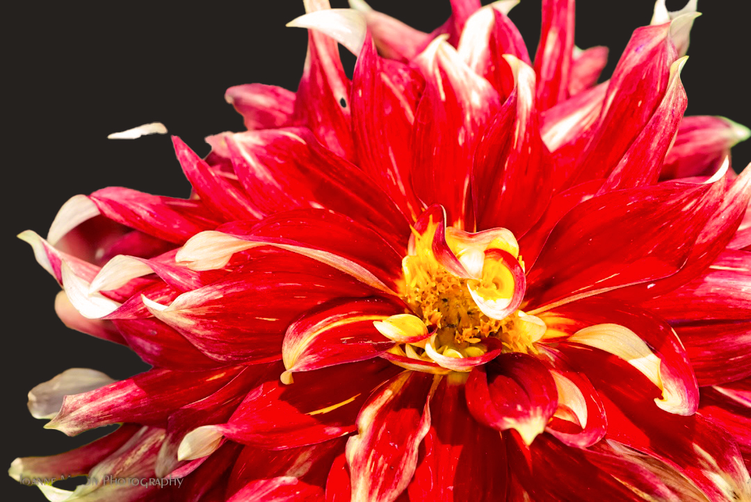 Flower of the Week – Red Dahlia