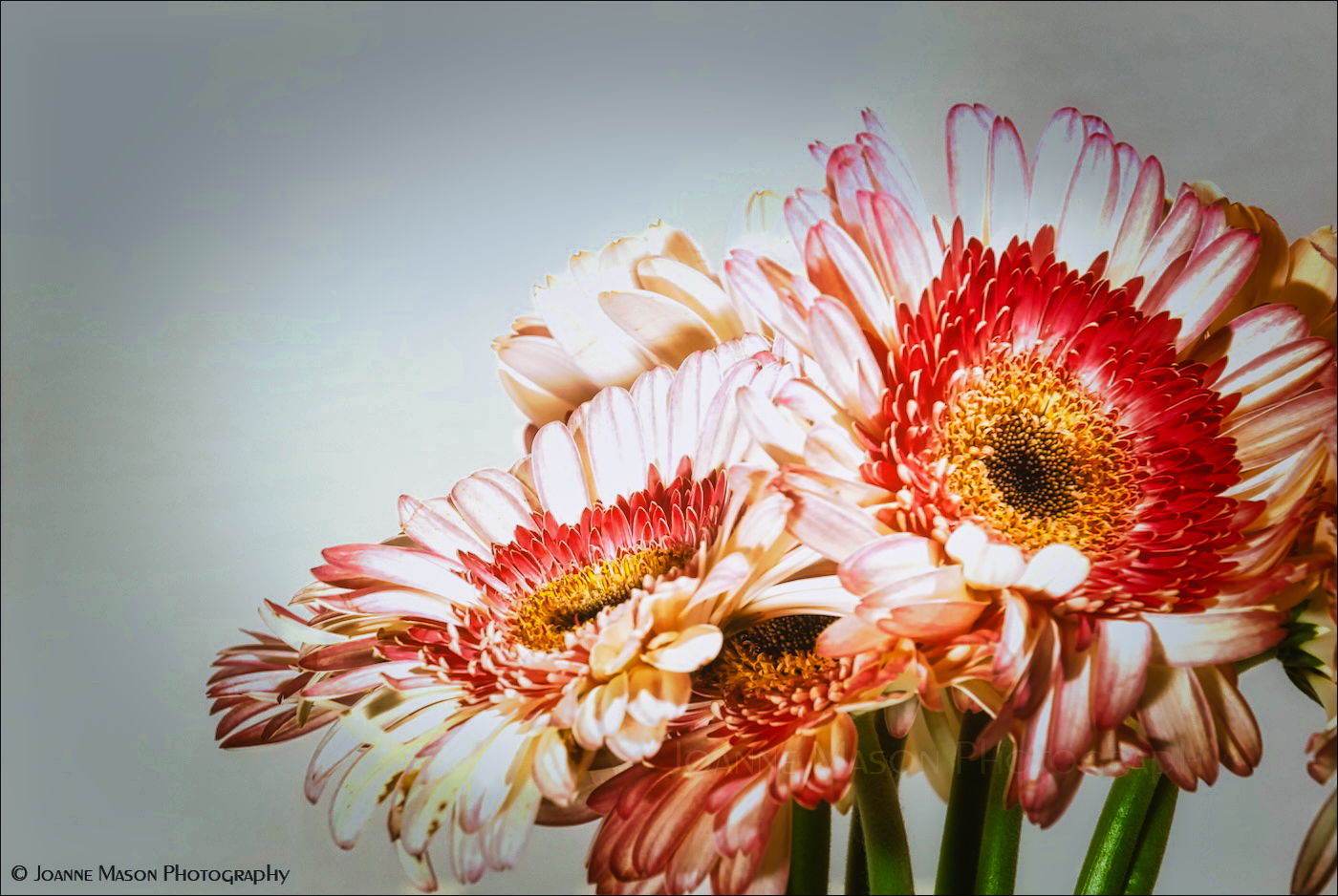 Flower of the Week – Gerbera Daisies