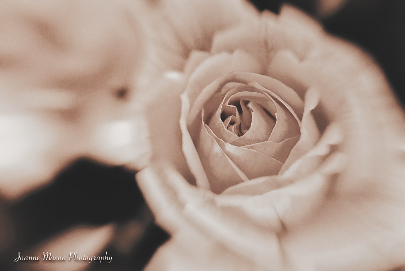 Flower of the Week – Rose