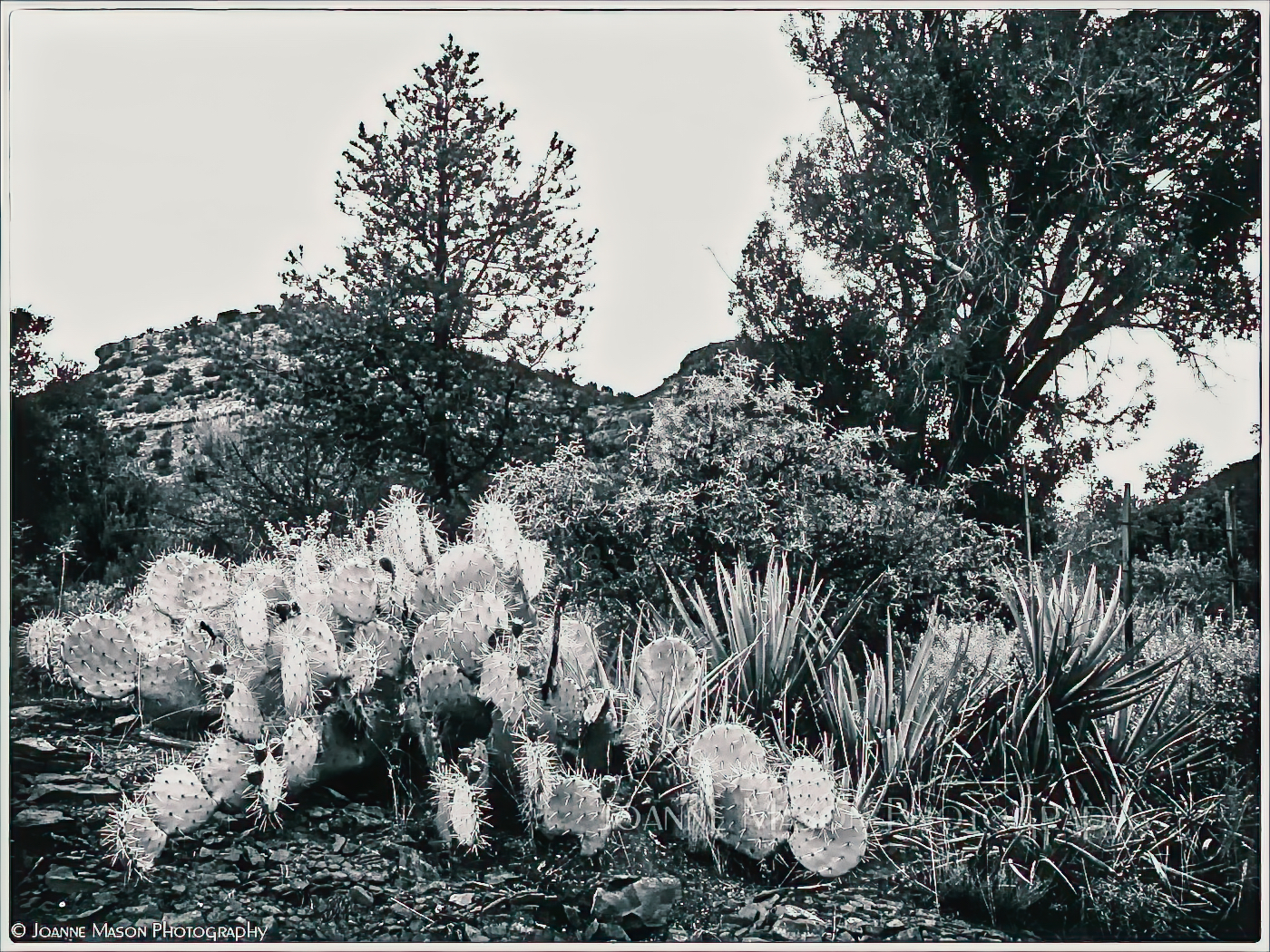 Monday Monochrome – New Mexico Cactus Garden