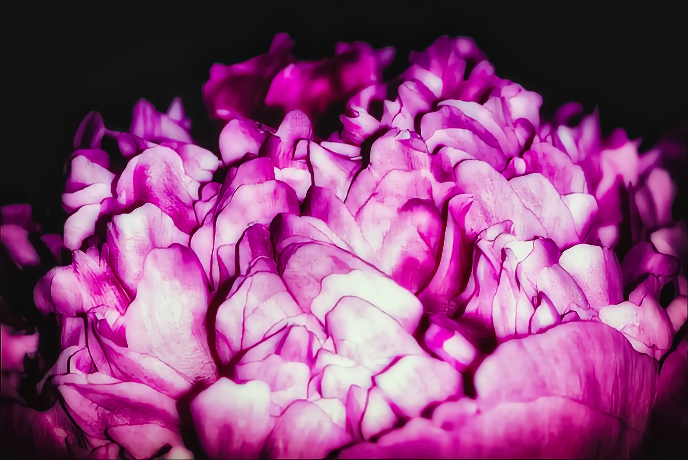 Flower of the Week 2 – Very Pink