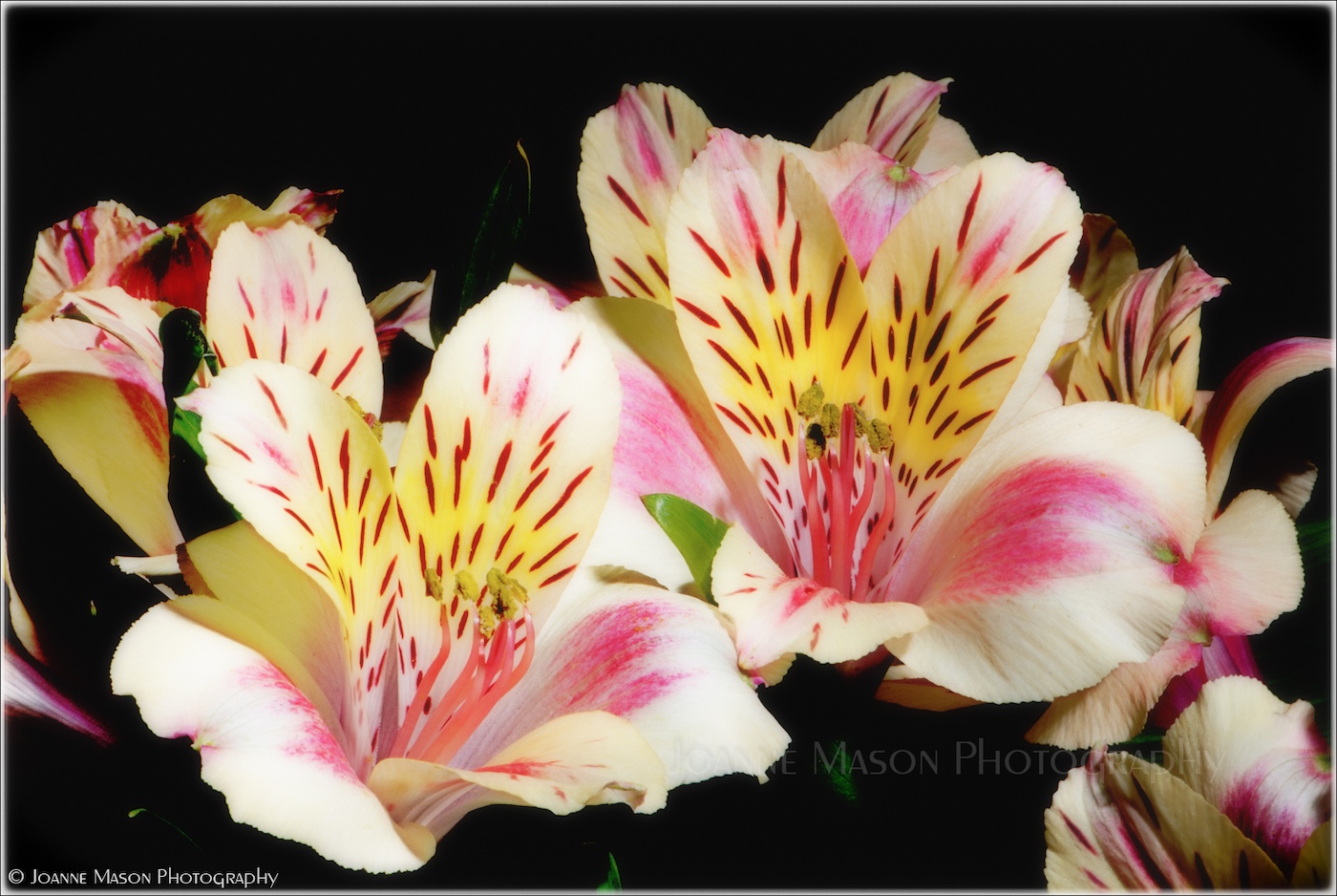 Flower of the Week – Peruvian Lilies