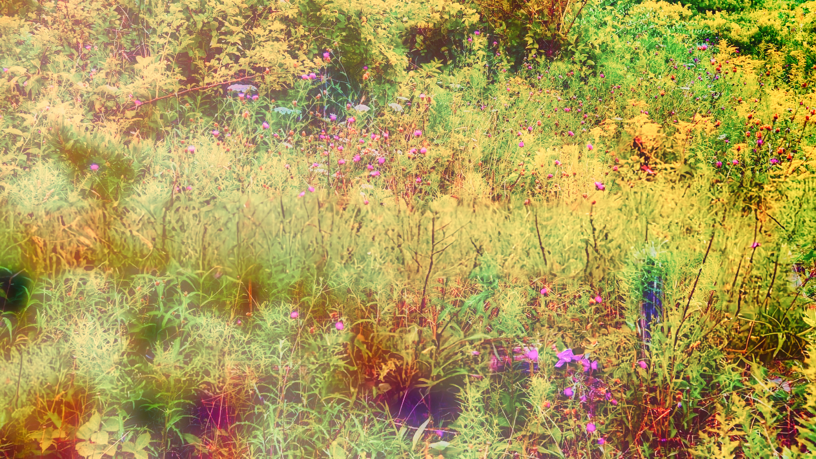 One Four Challenge – Wildflowers Week 4