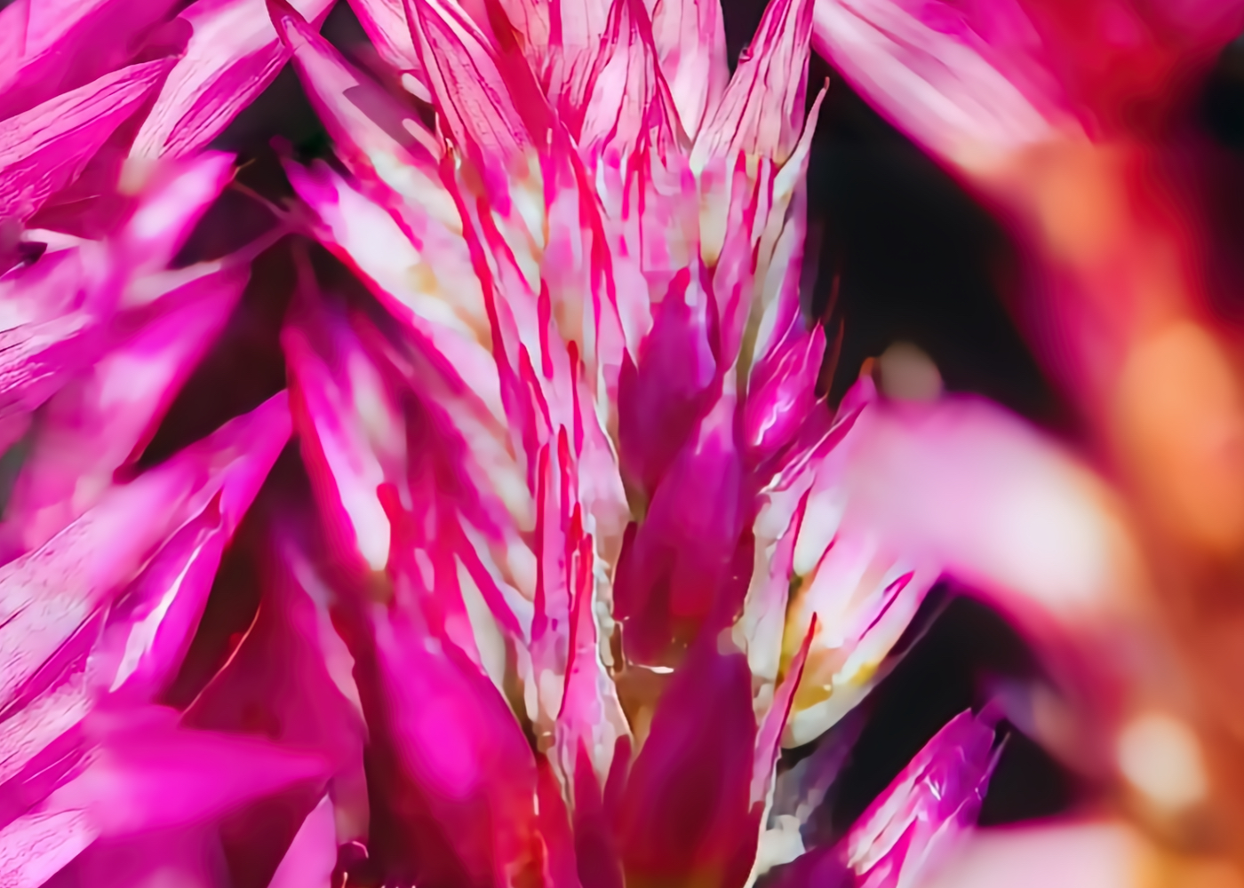 Flower of the Week – Celosia