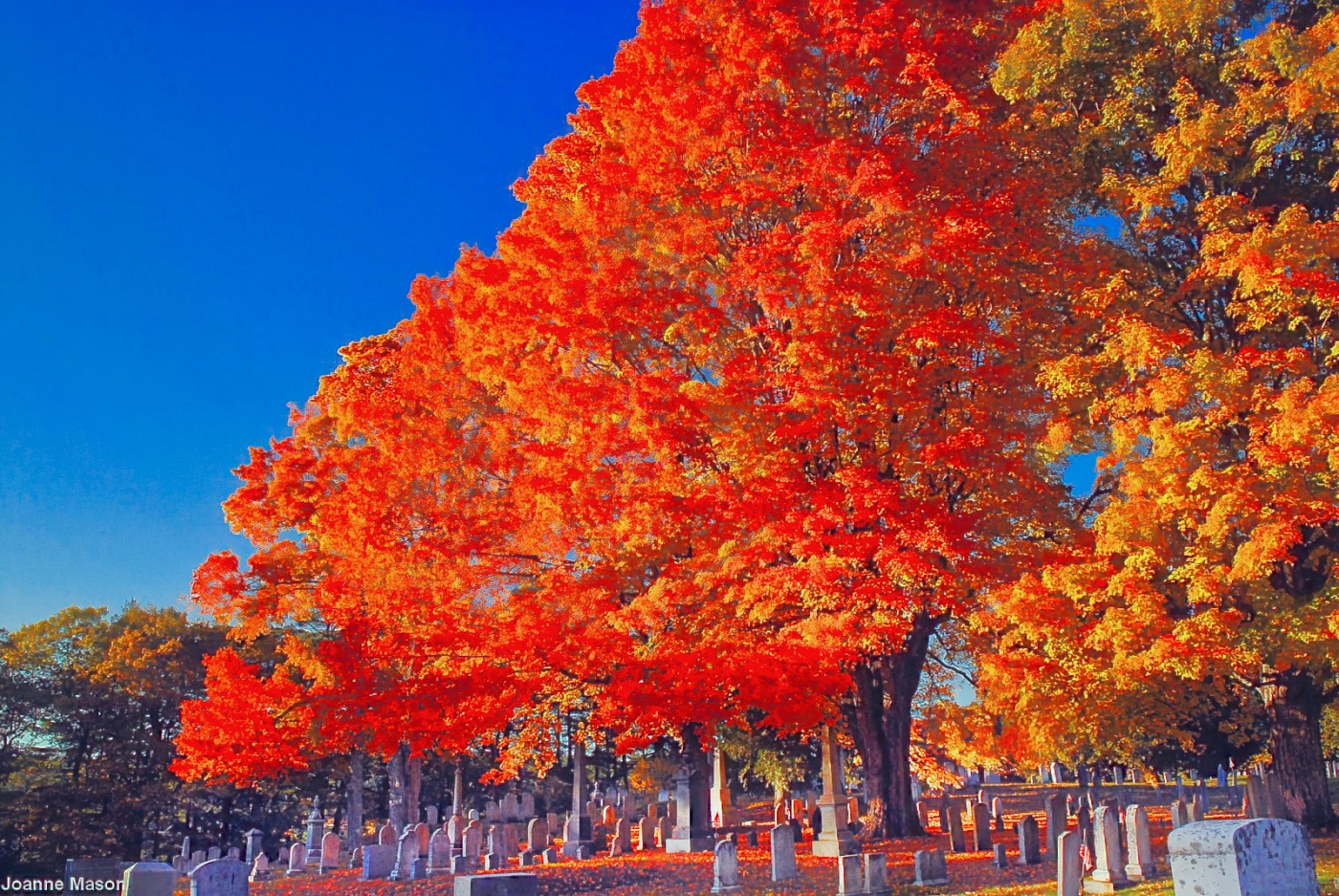 Lens Artists Challenge #365 – Longing