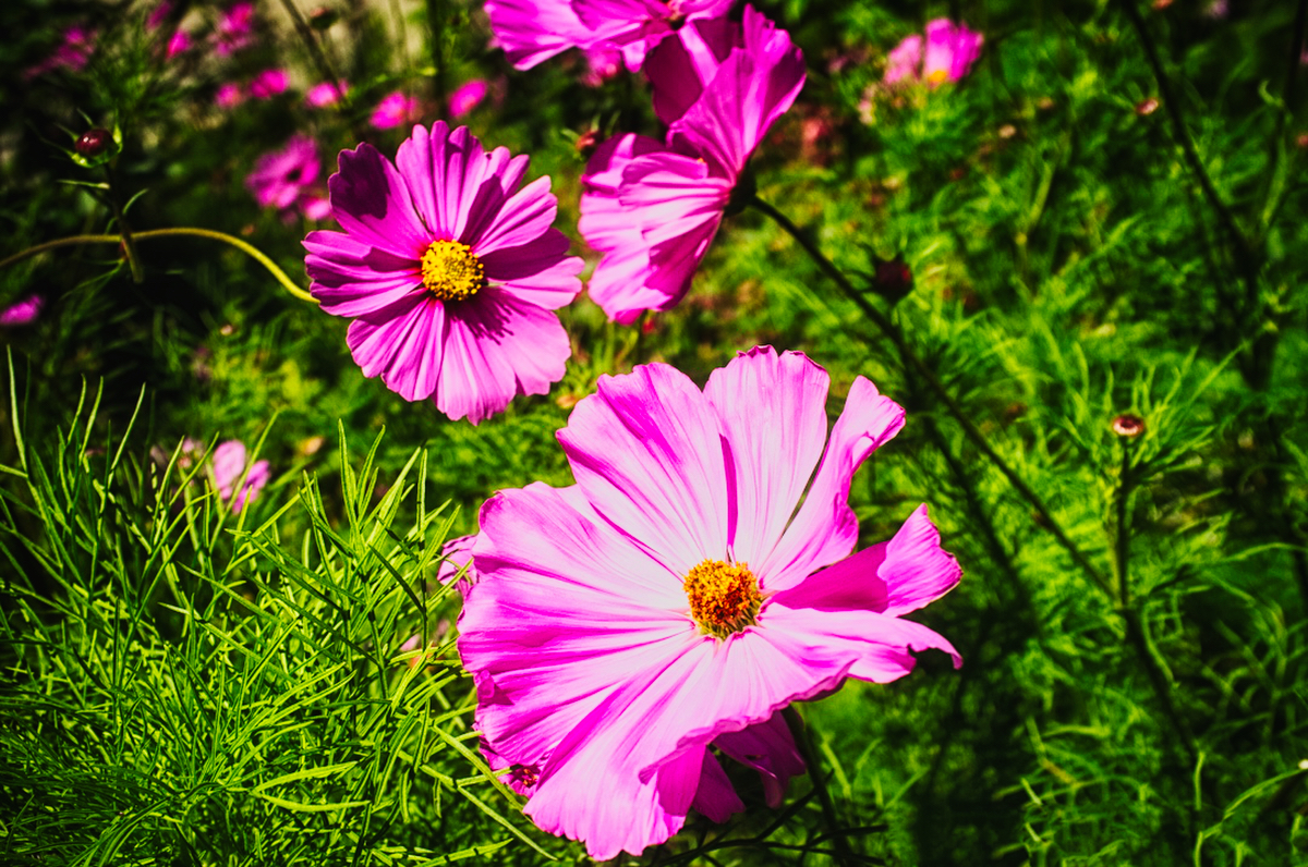 Flower of the Week – Pink Cosmos