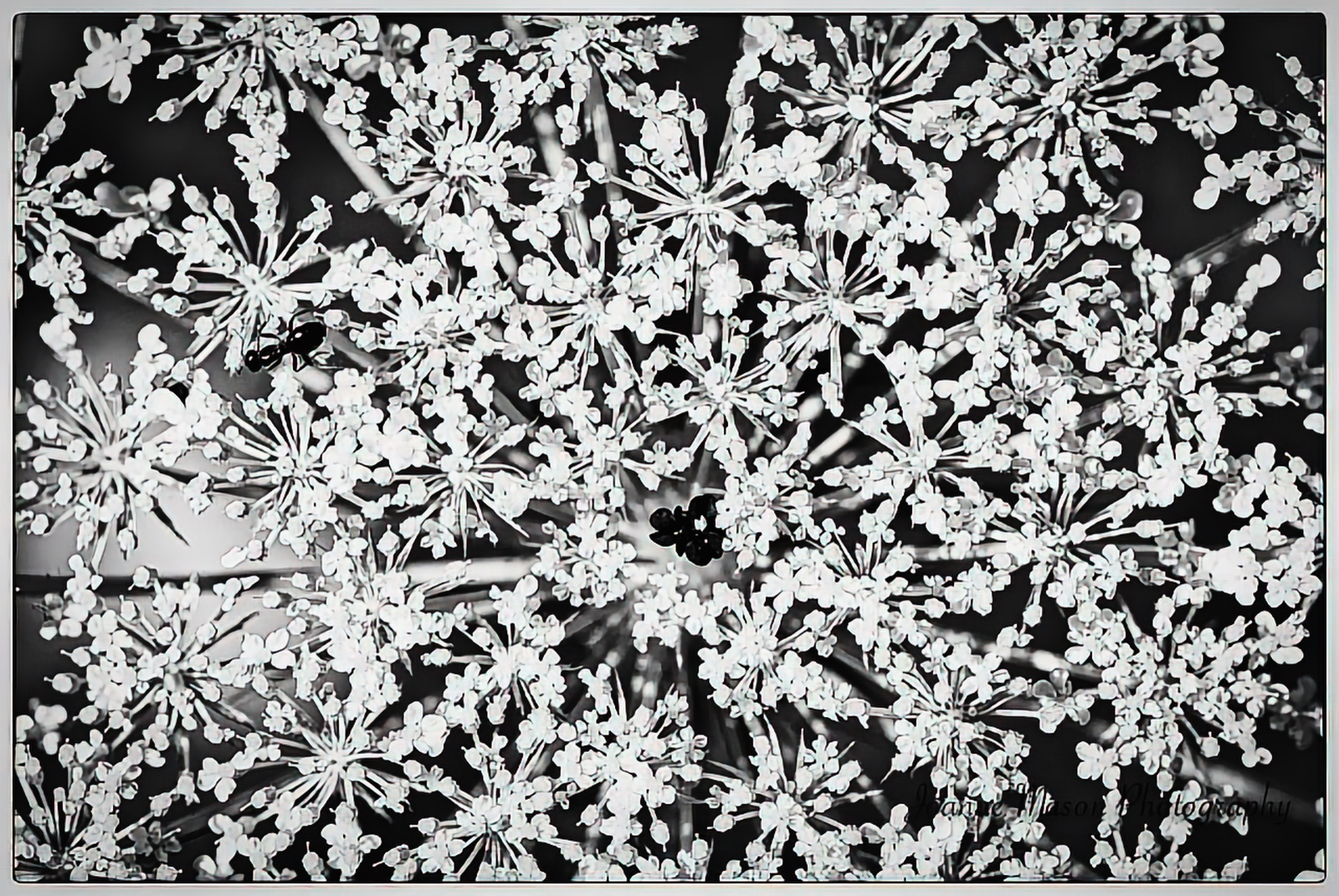 Monday Monochrome – Queen Anne’s Lace