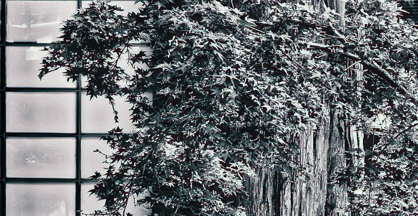 Monday Monochrome – Teahouse and Tree