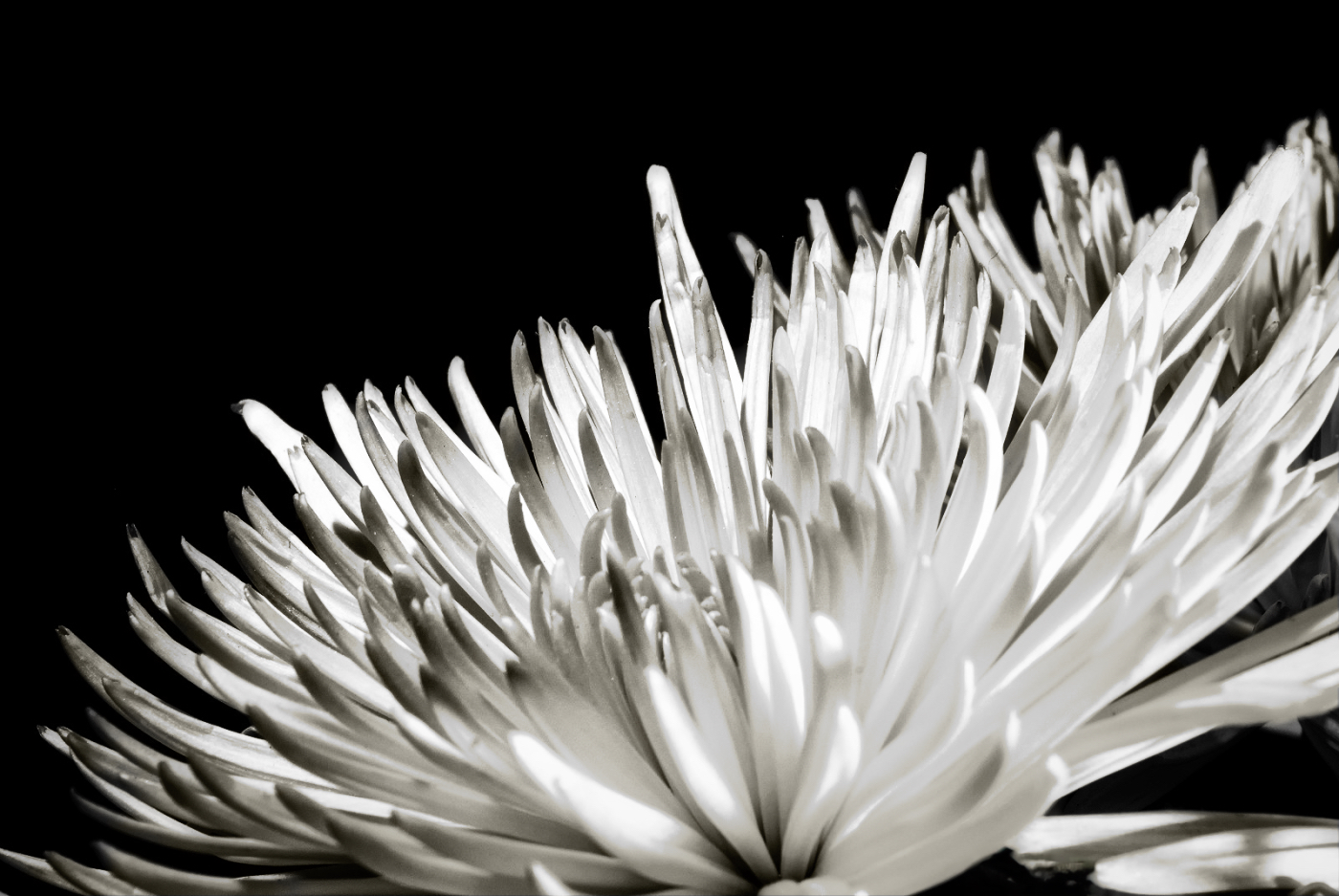 Monochrome Bonus – Chrysanthemum