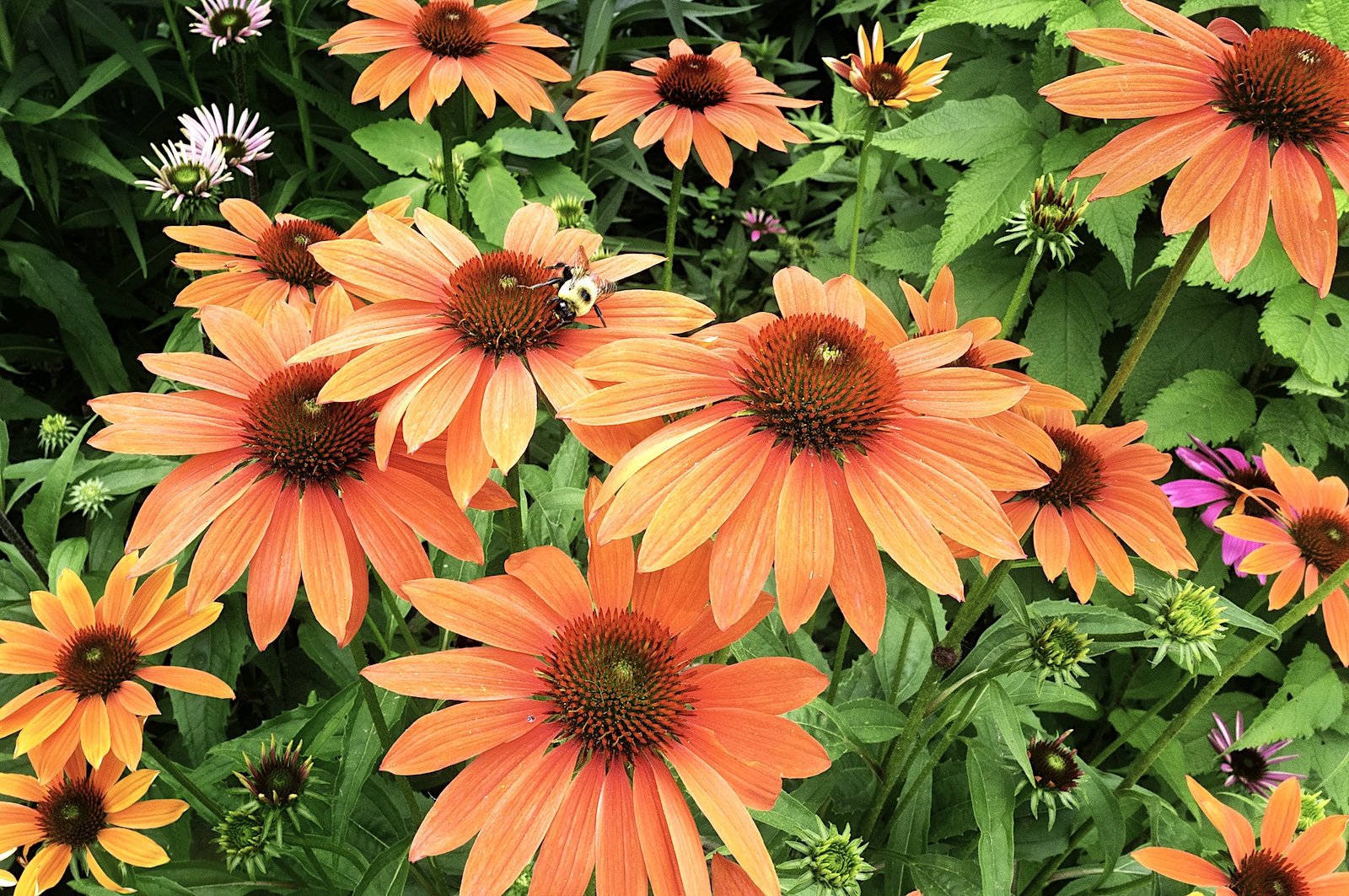 Flower of the Week – Echinacea (Coneflower)