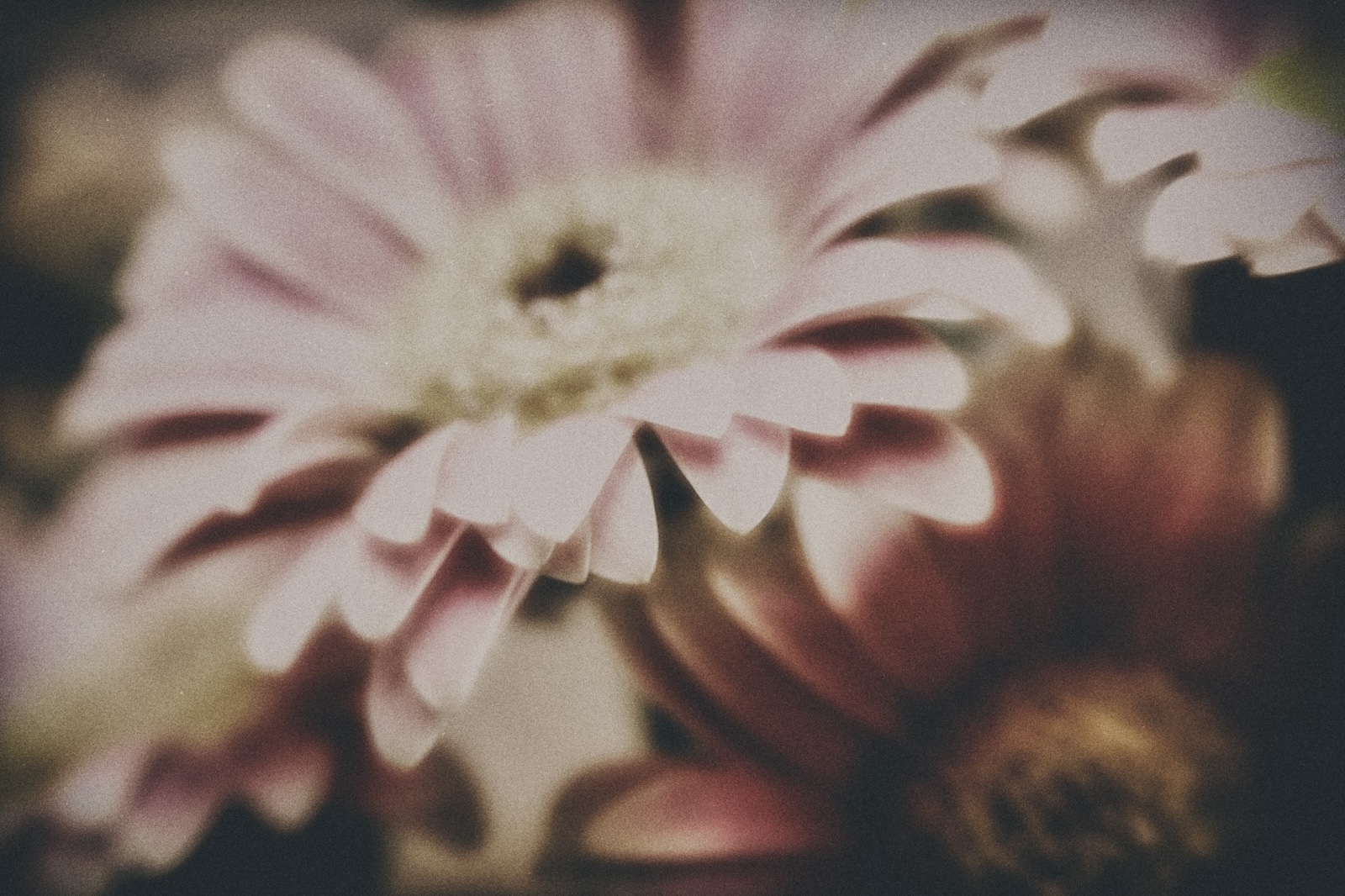 Flower of the Week – Gerbera