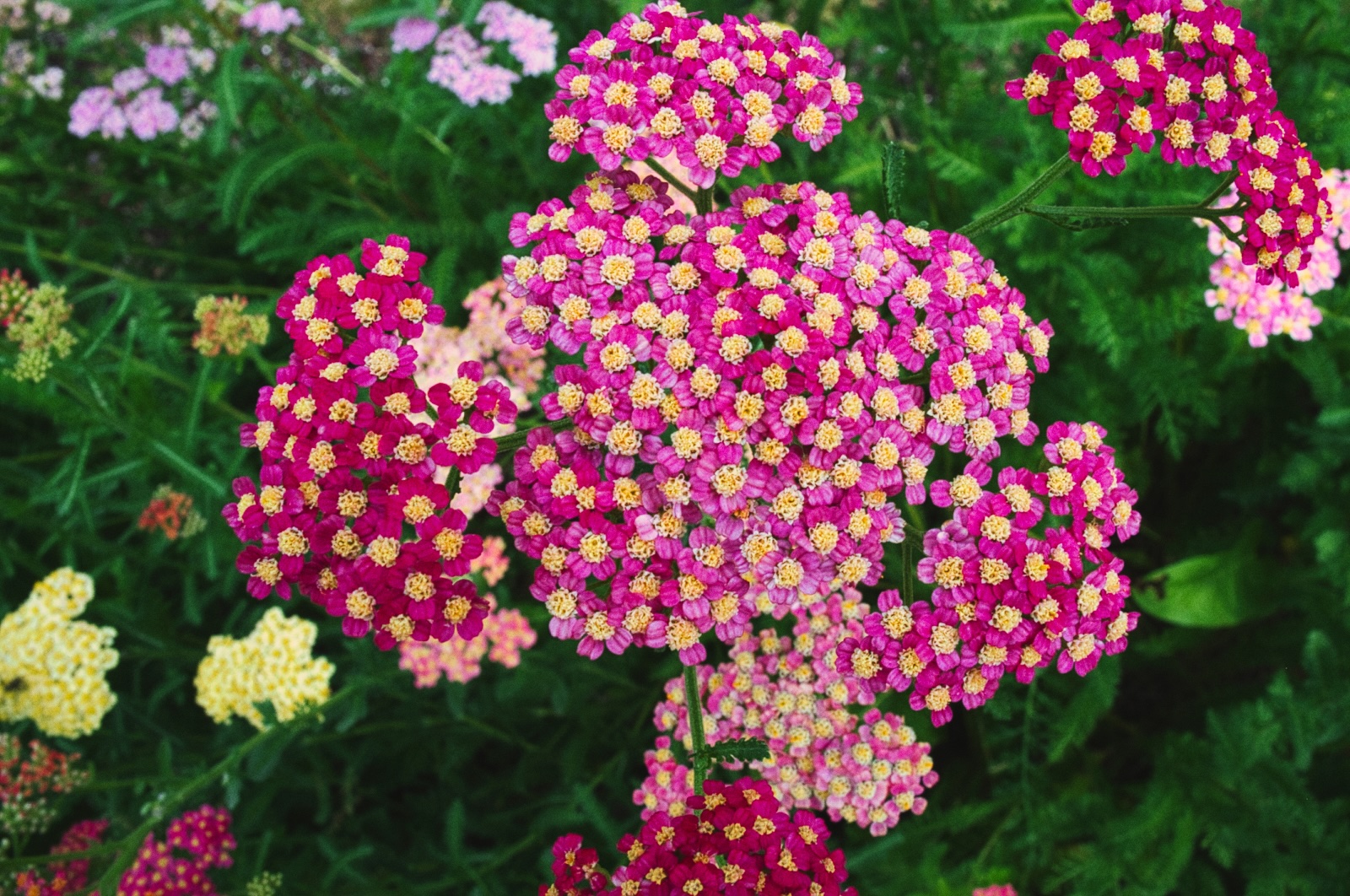 Flower of the Week – Tall Yarrow