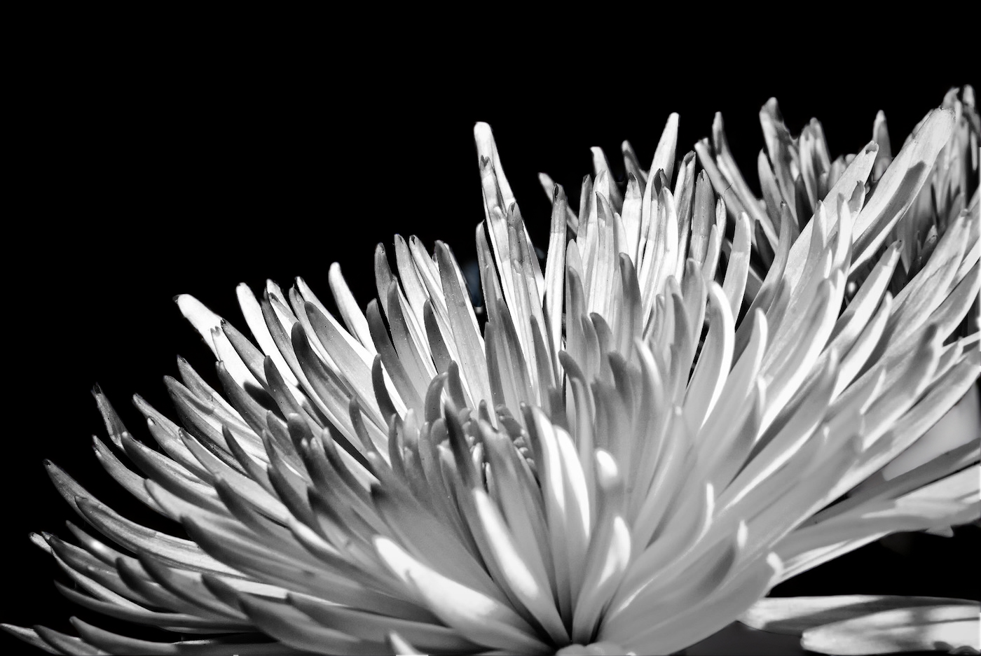 Flower of the Week: Crysanthemum