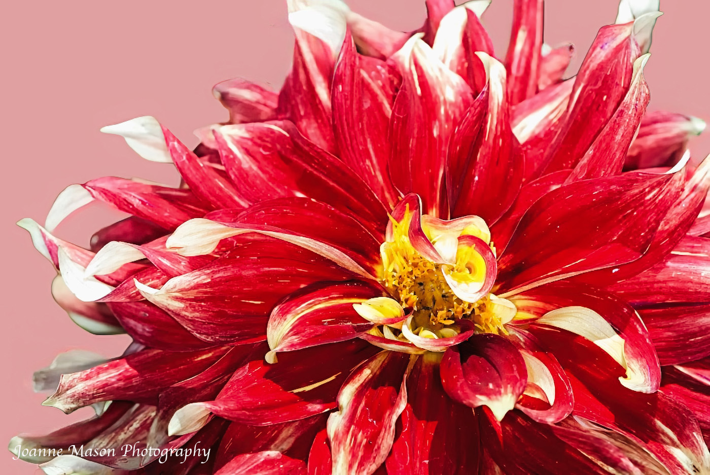 Flower of the Week: Dahlia