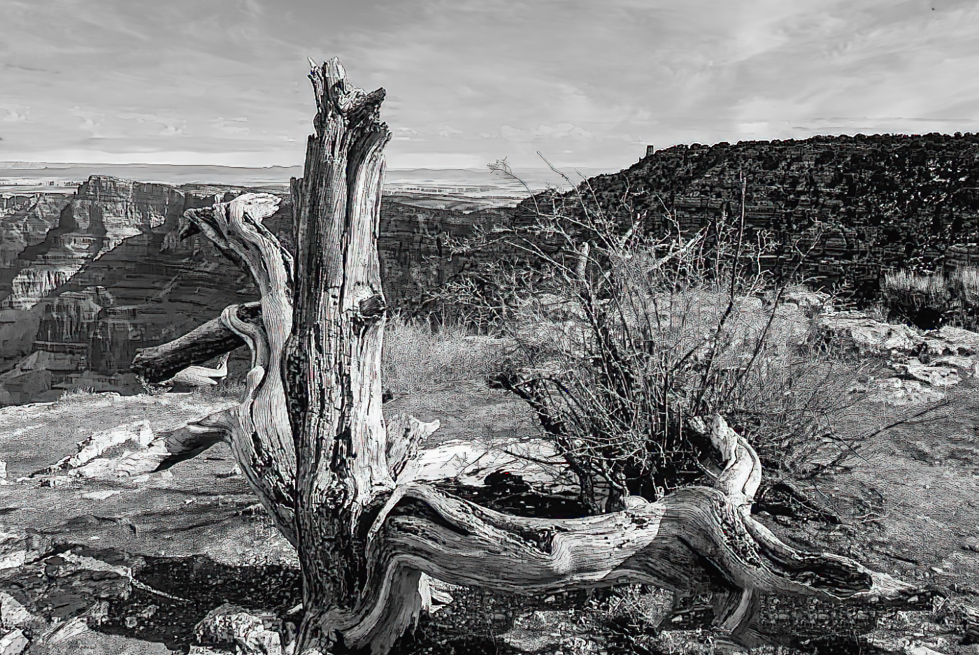 Monday Monochrome – Old Tree on Canyon Rim
