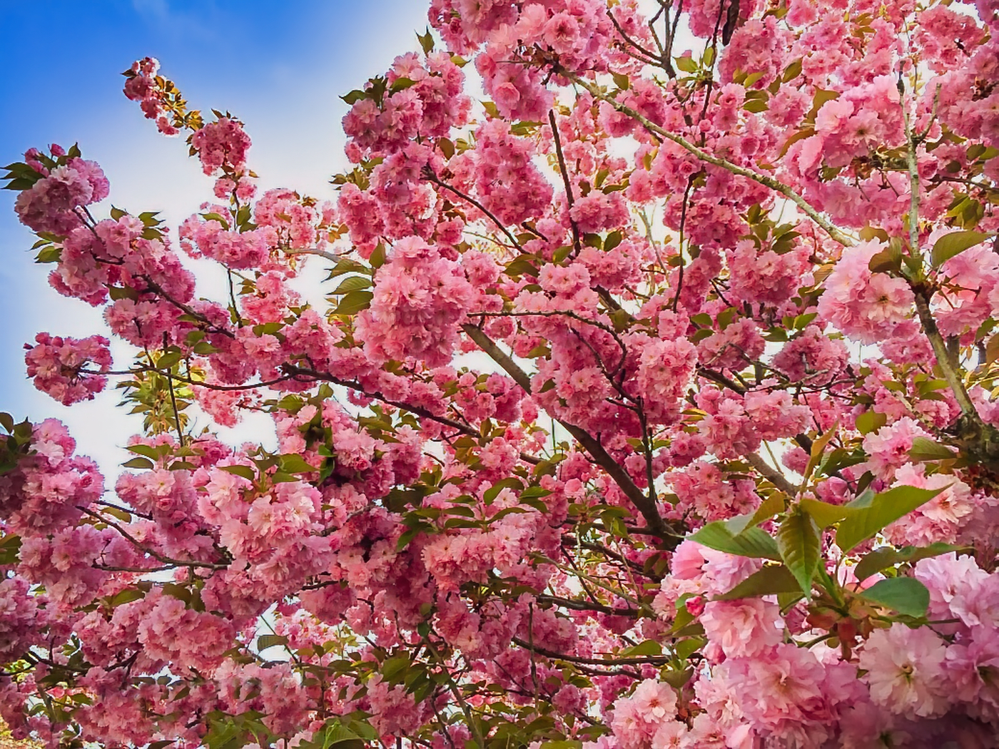 Flower of the Week – Spring Cherry Tree