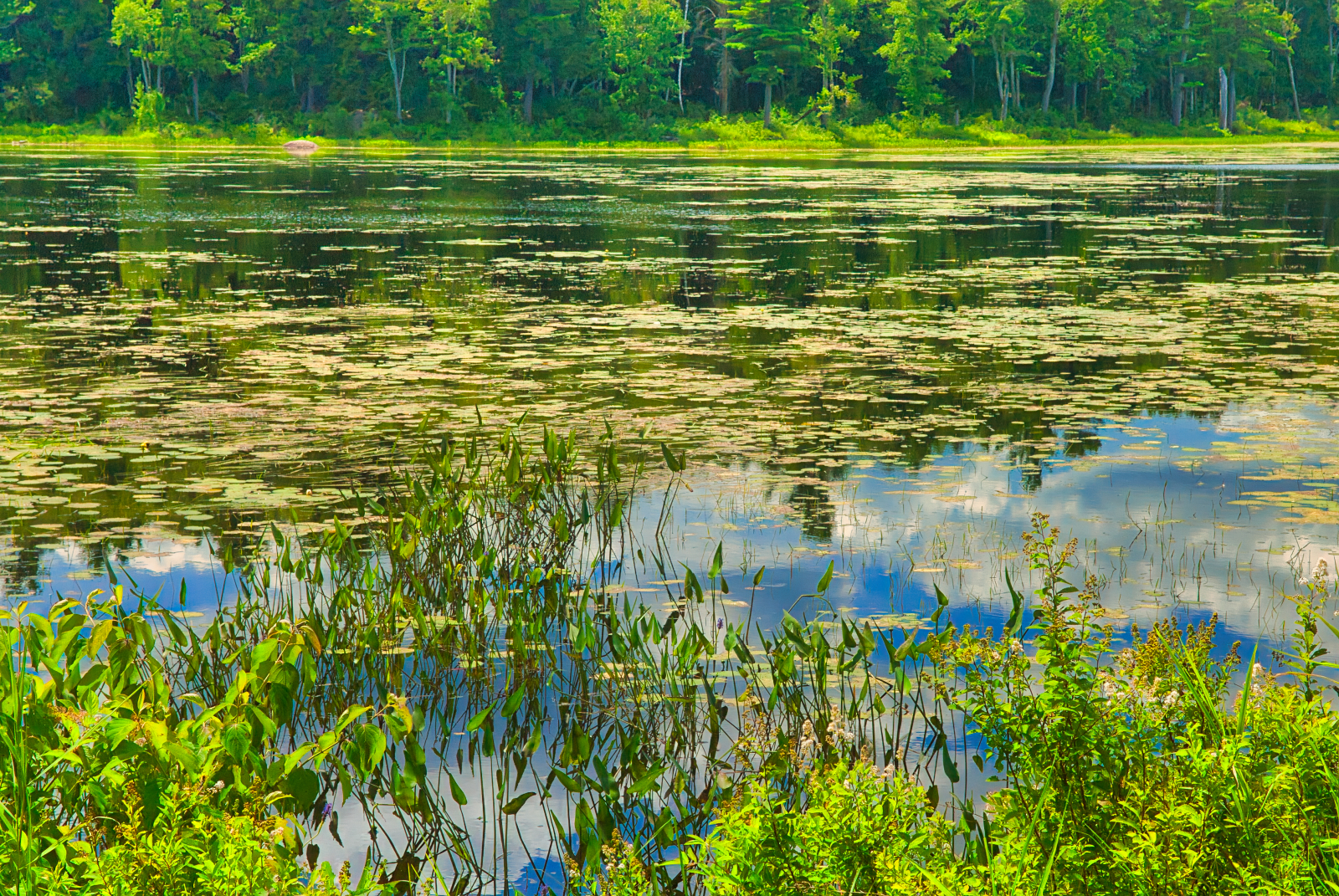 Country Lake in Summer