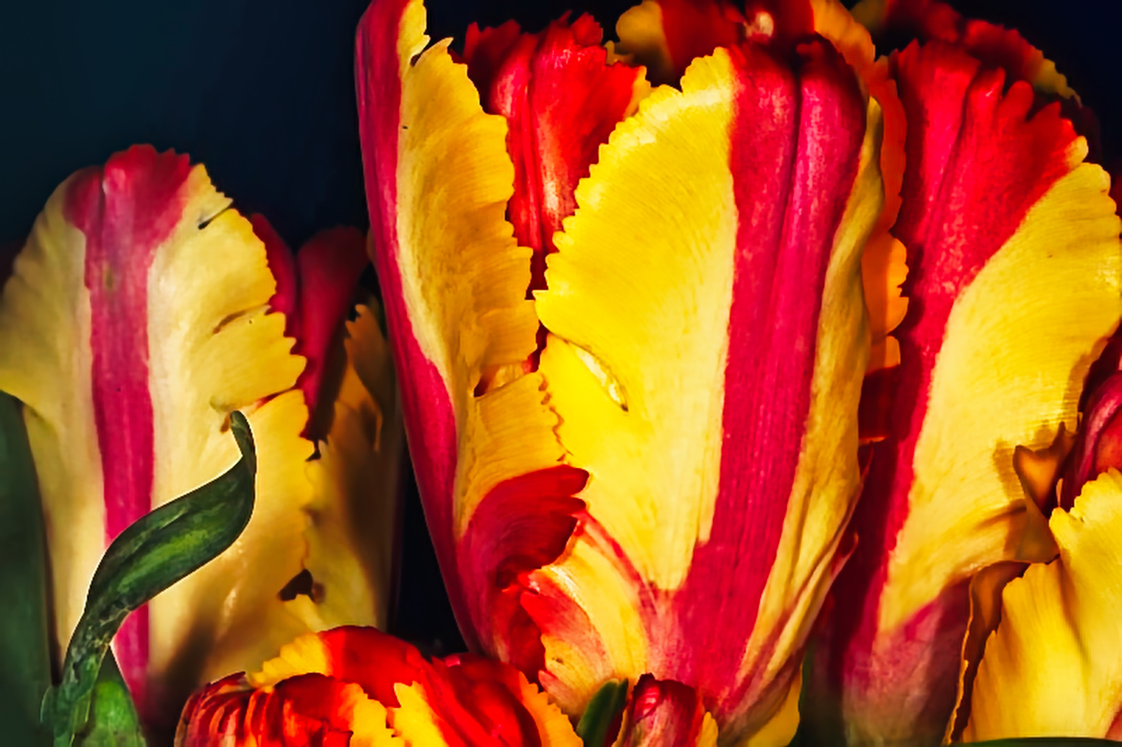 Flower of the Week – Tulips