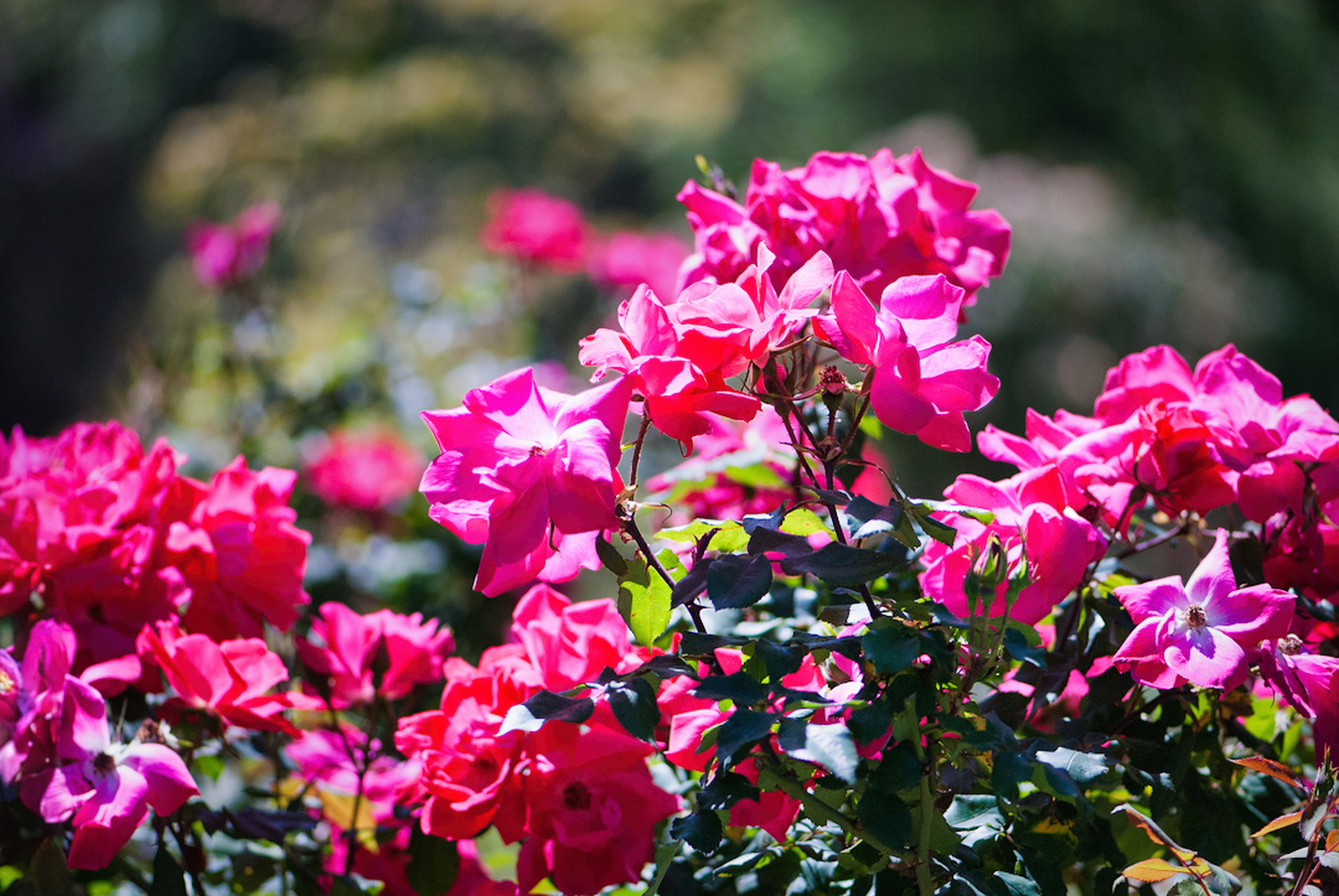 Flower of the Week – Roses