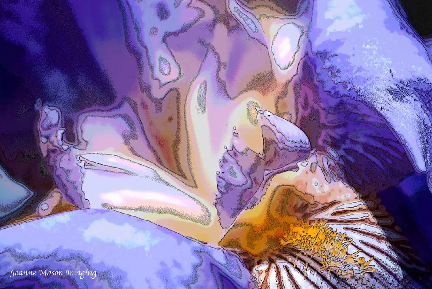 Flower of the Week – Blue Iris