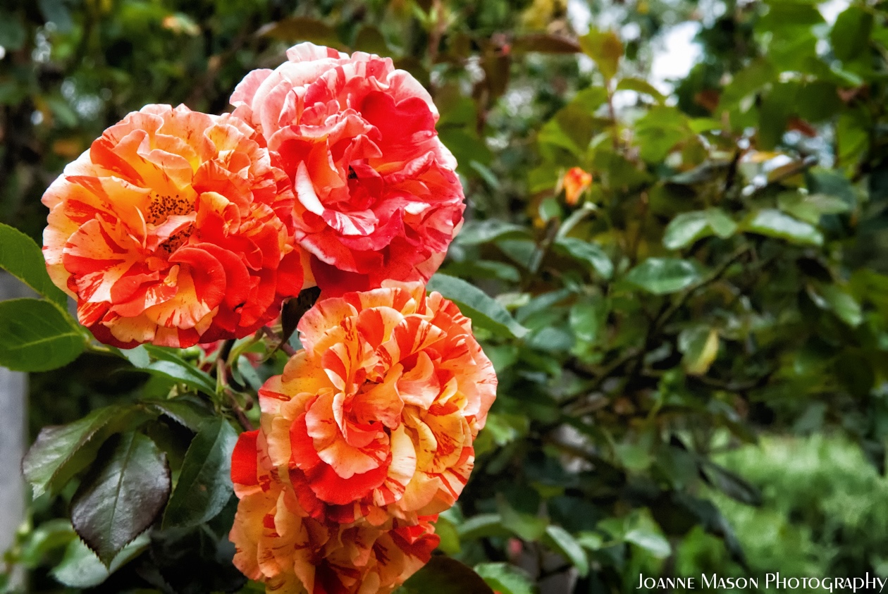 Flower of the Week – Roses