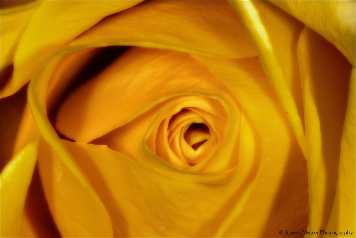 Flower of the Week – Yellow Rose