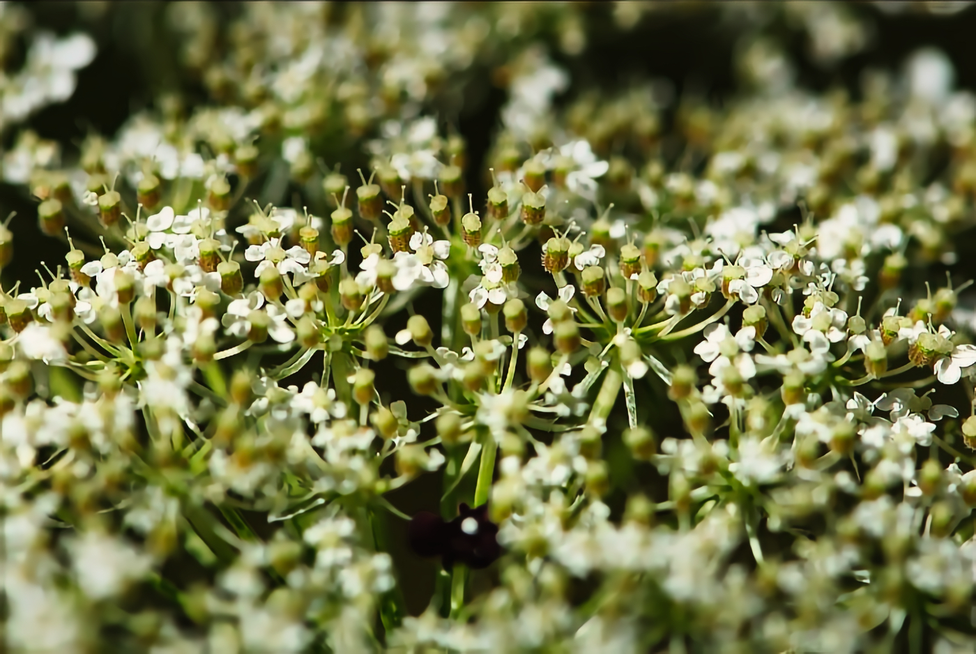 Flower of the Week: Queen Anne’s Lace