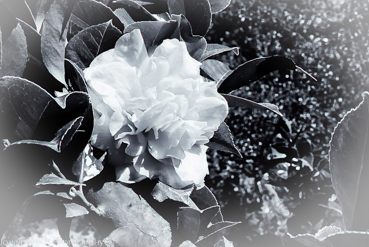 Monochrome Monday: Camelia