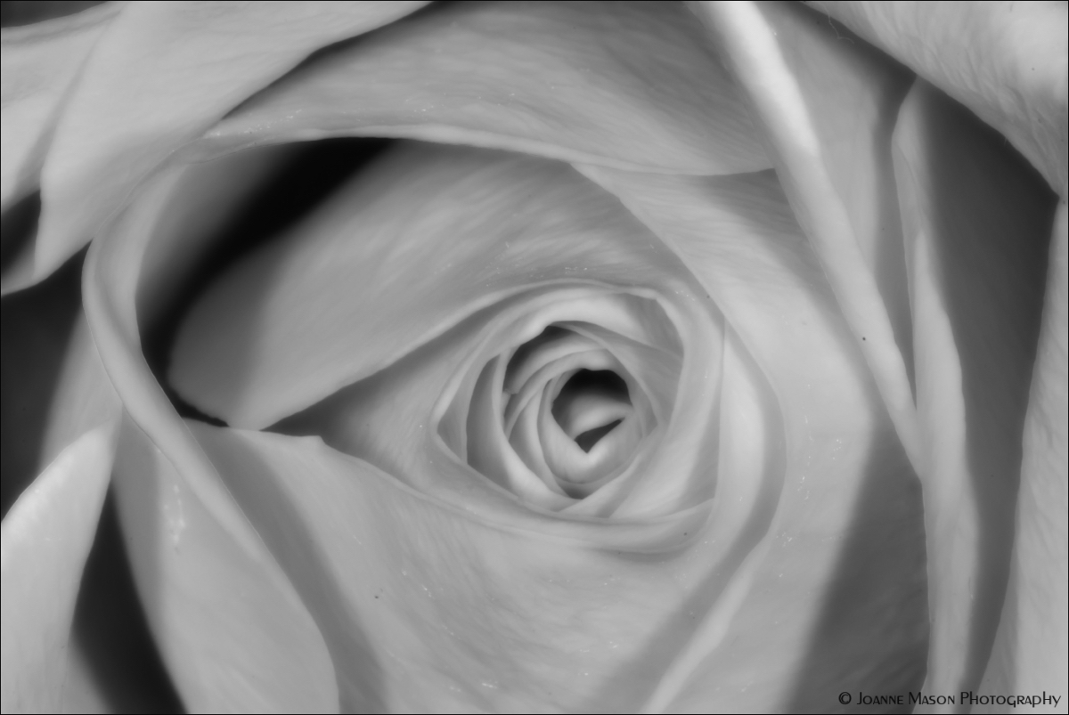 Monochrome Rose
