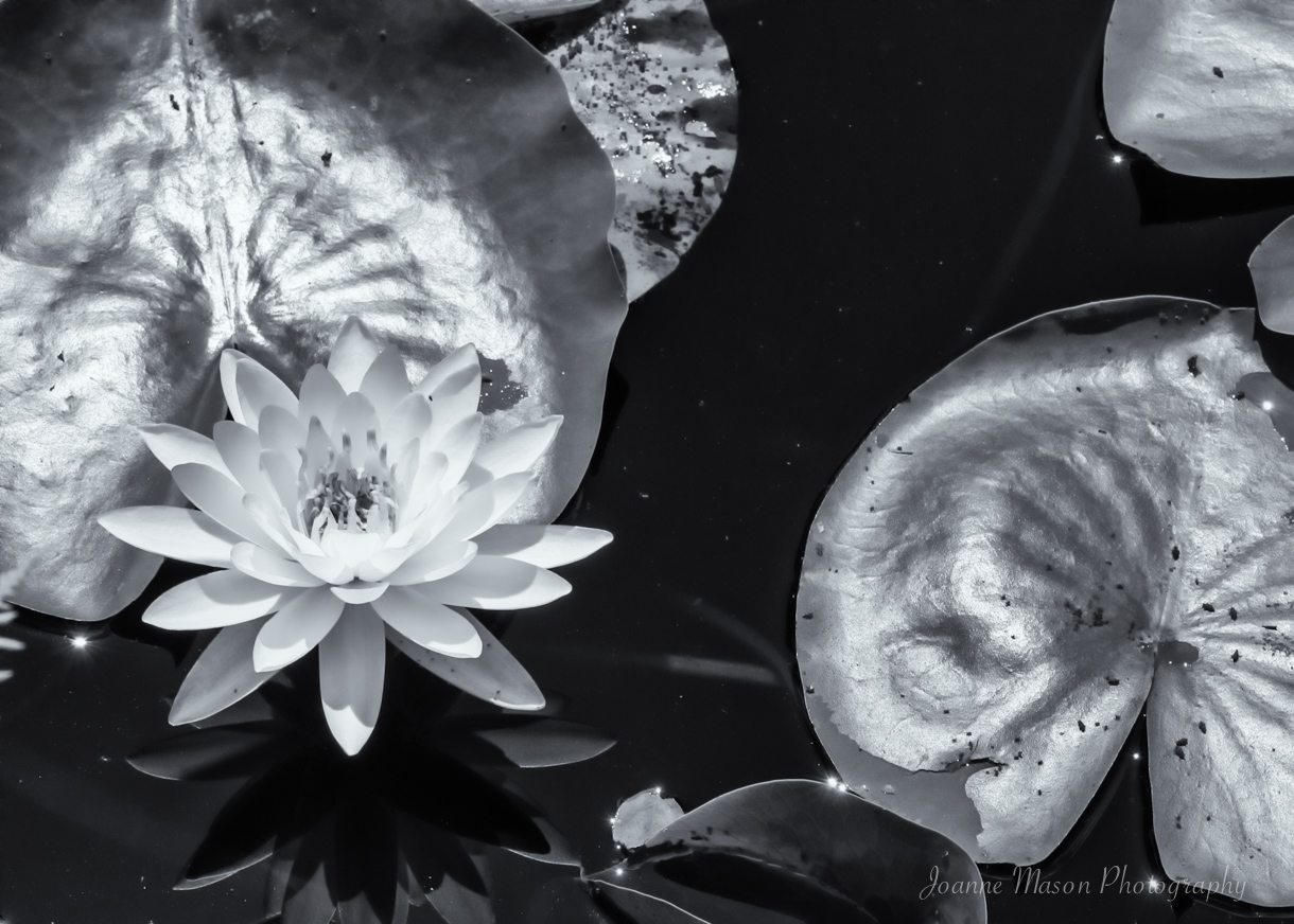 Lens Artists Challenge #390: Black and White Tonalities