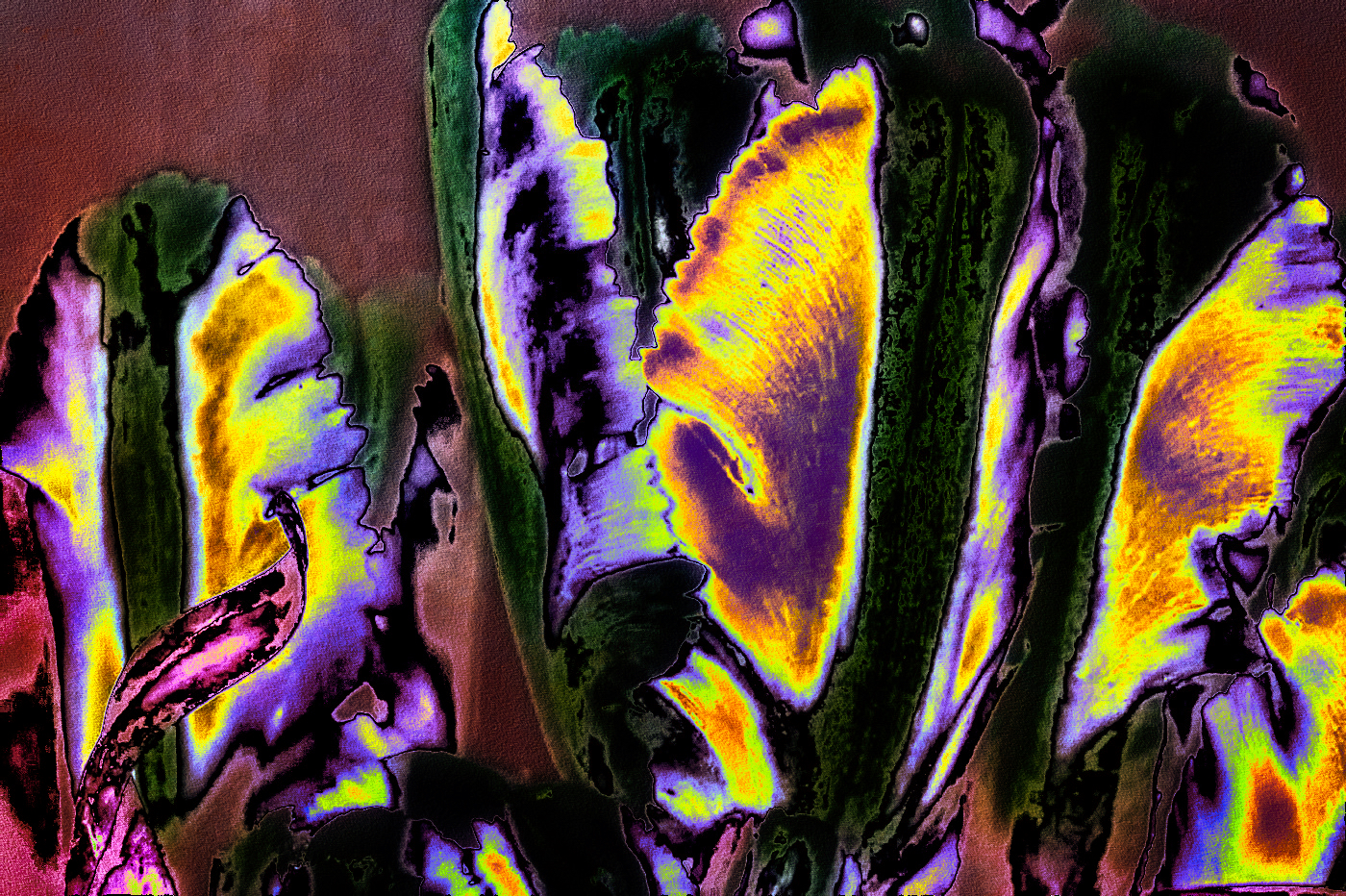 New Images #20 – Processed Florals