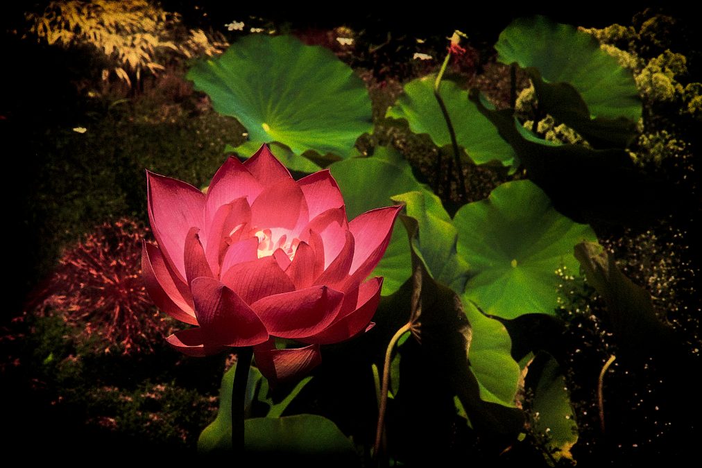 Lens Artists Challenge #398 – Pick a Color