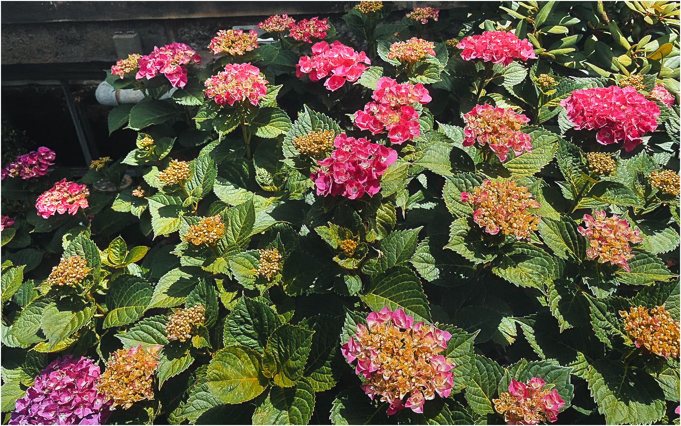 More Hydrangeas