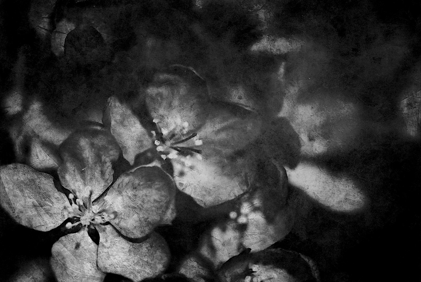 Monday Monochrome: Crabapple